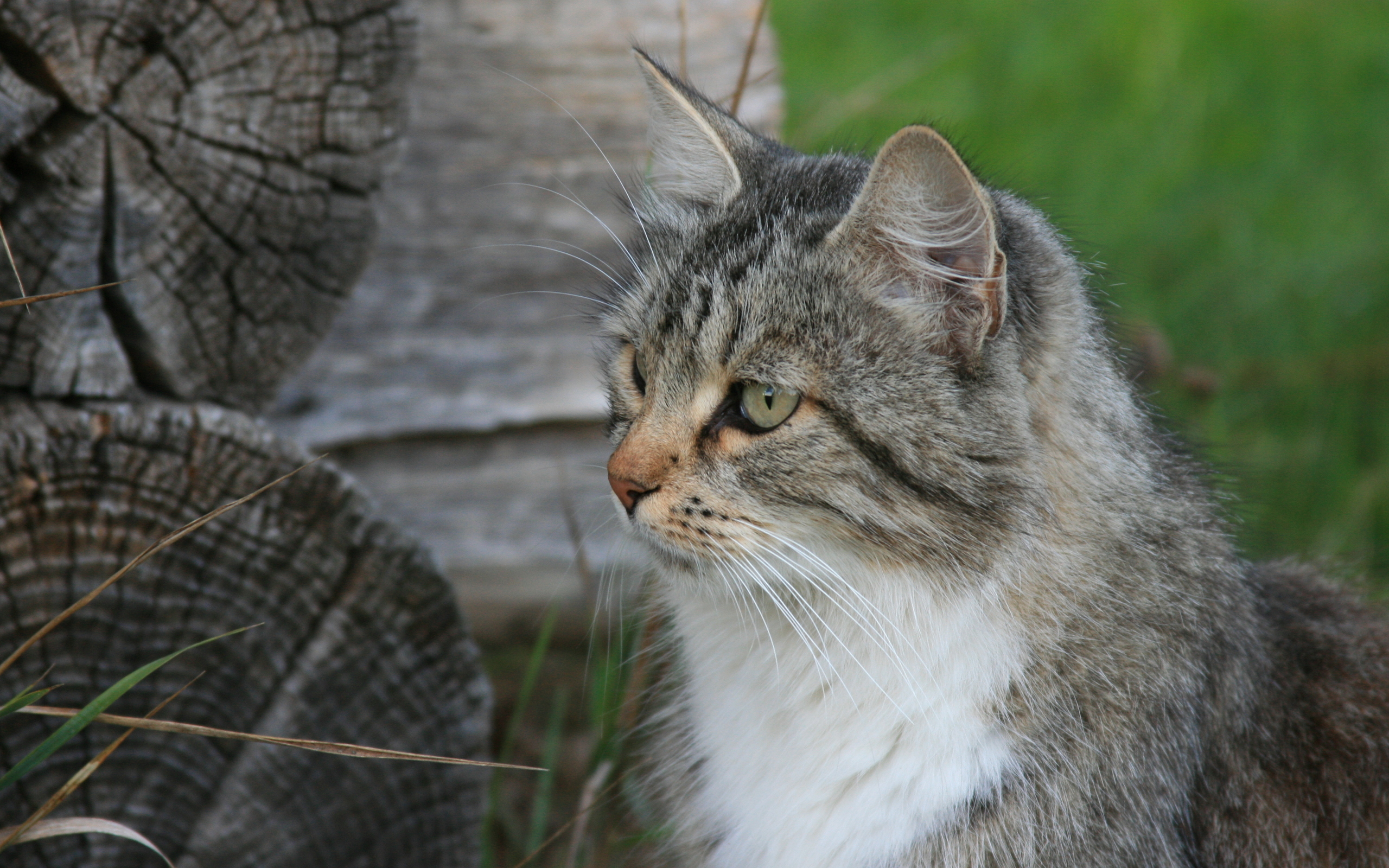 Handy-Wallpaper Tiere, Katze kostenlos herunterladen.