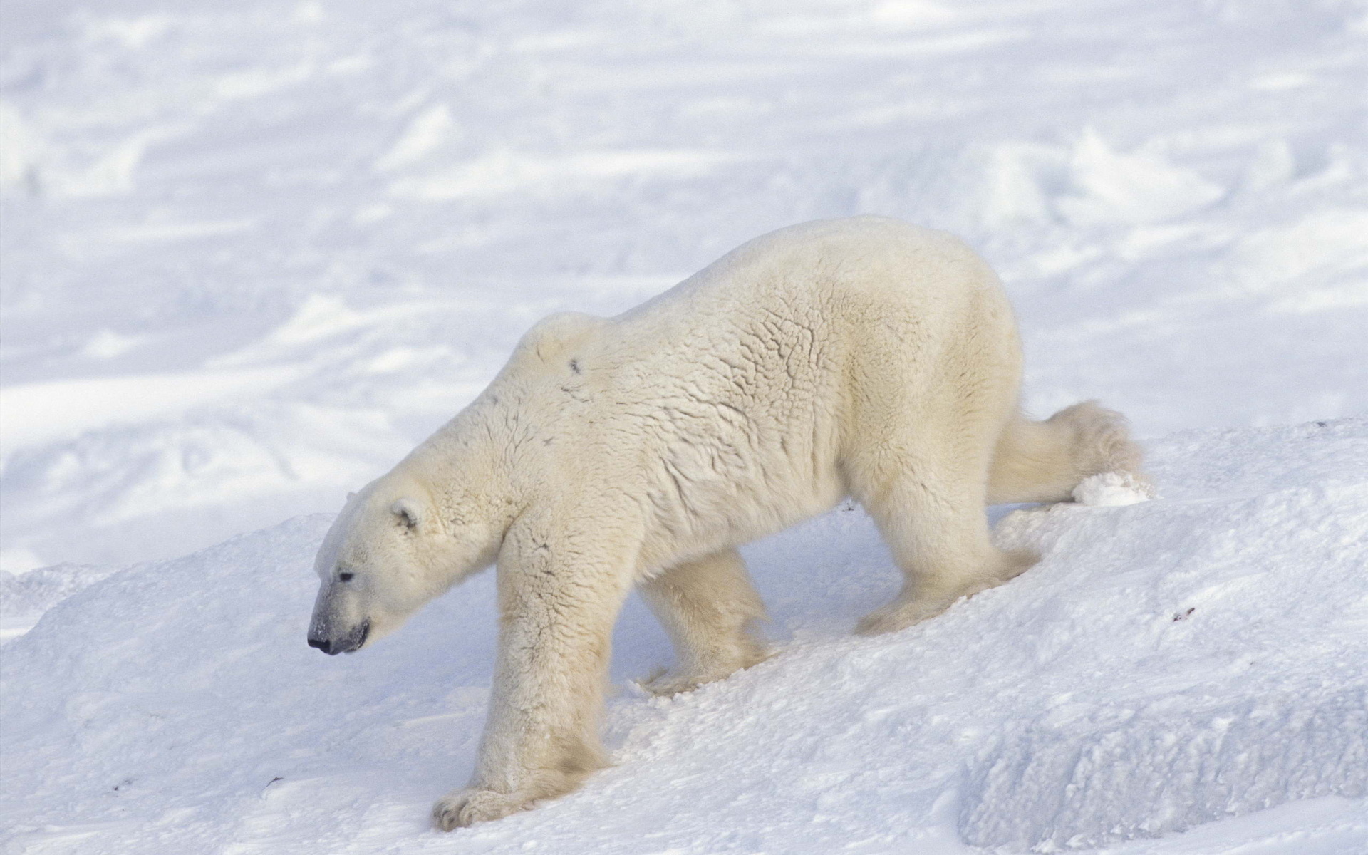 Baixar papel de parede para celular de Animais, Urso Polar gratuito.