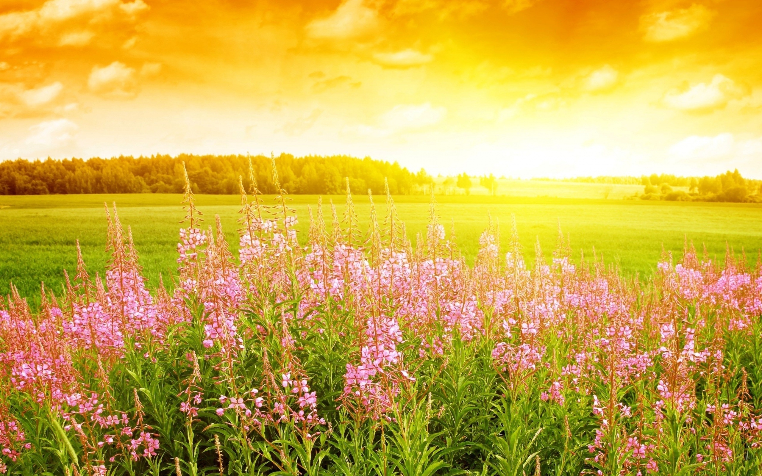 Laden Sie das Landschaft, Sunset, Blumen-Bild kostenlos auf Ihren PC-Desktop herunter