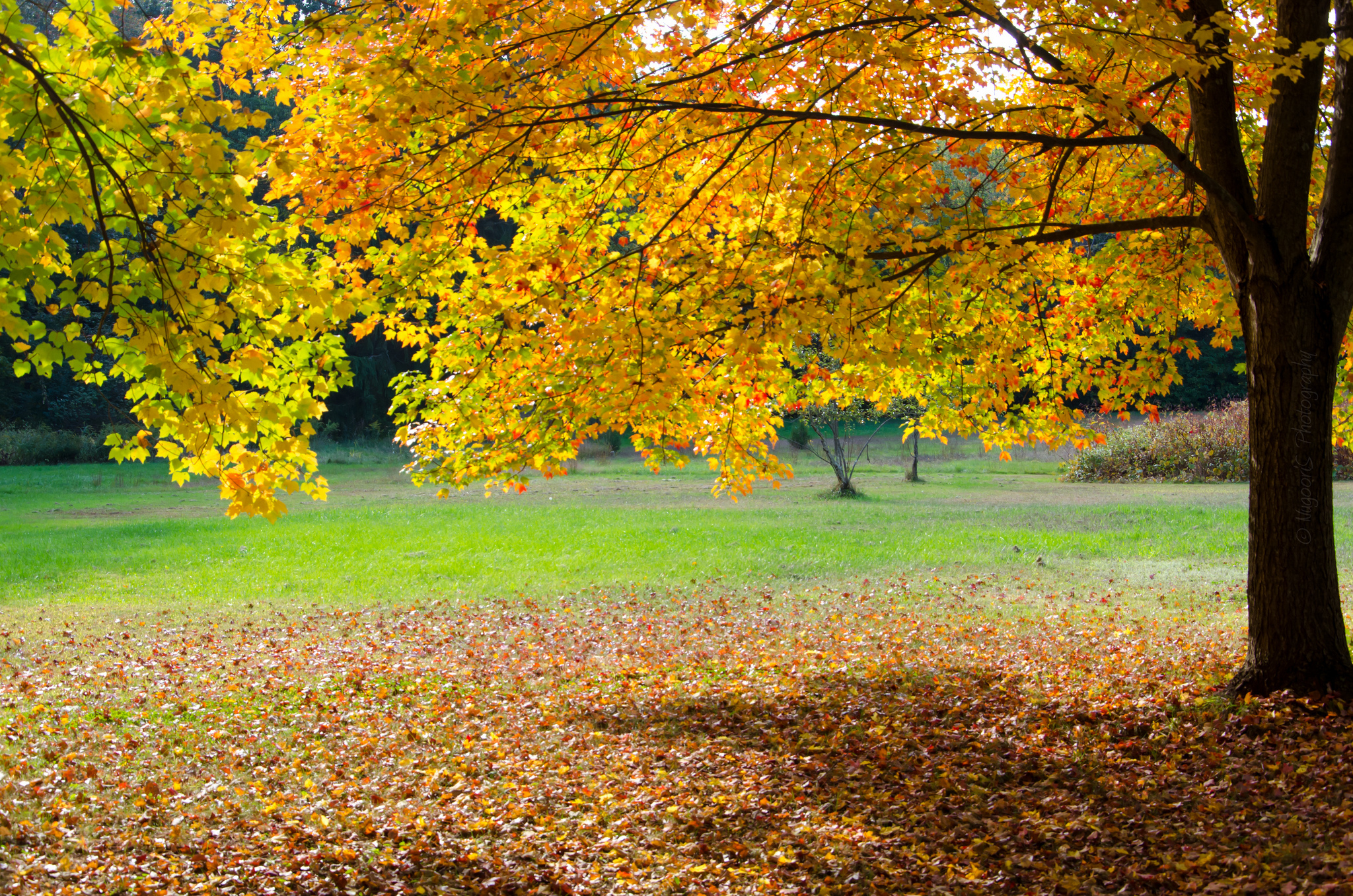 Handy-Wallpaper Herbst, Erde/natur kostenlos herunterladen.