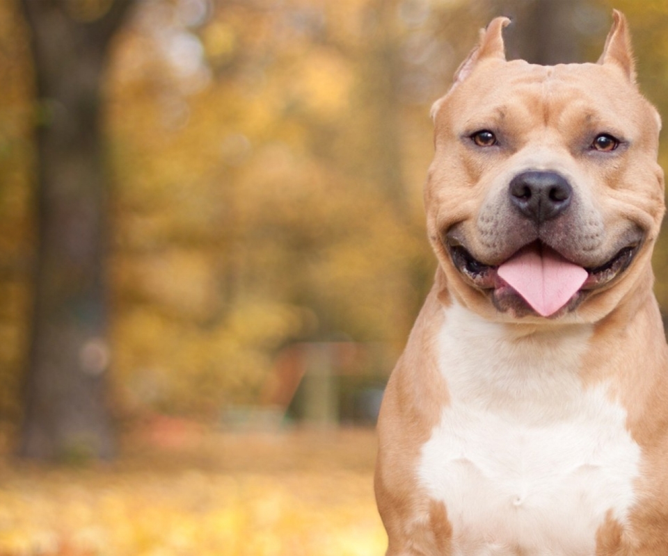 Download mobile wallpaper Dogs, Animal, Bokeh, Pit Bull for free.