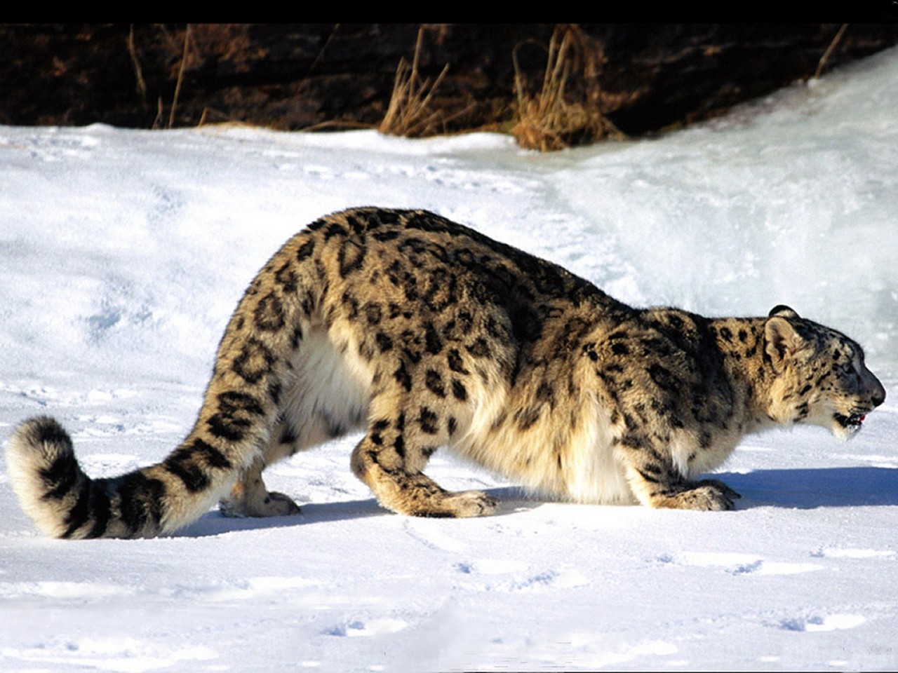 Free download wallpaper Snow Leopard, Animal on your PC desktop