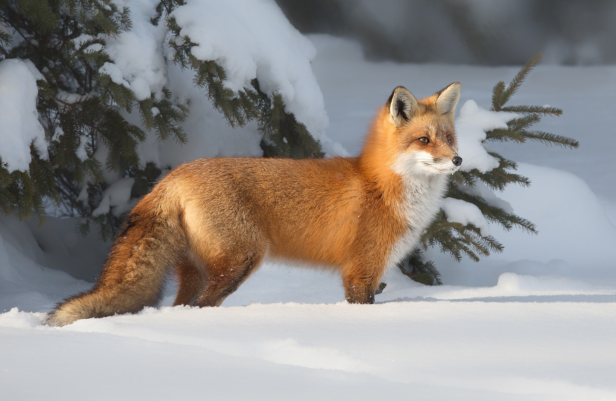 Download mobile wallpaper Snow, Fox, Animal for free.