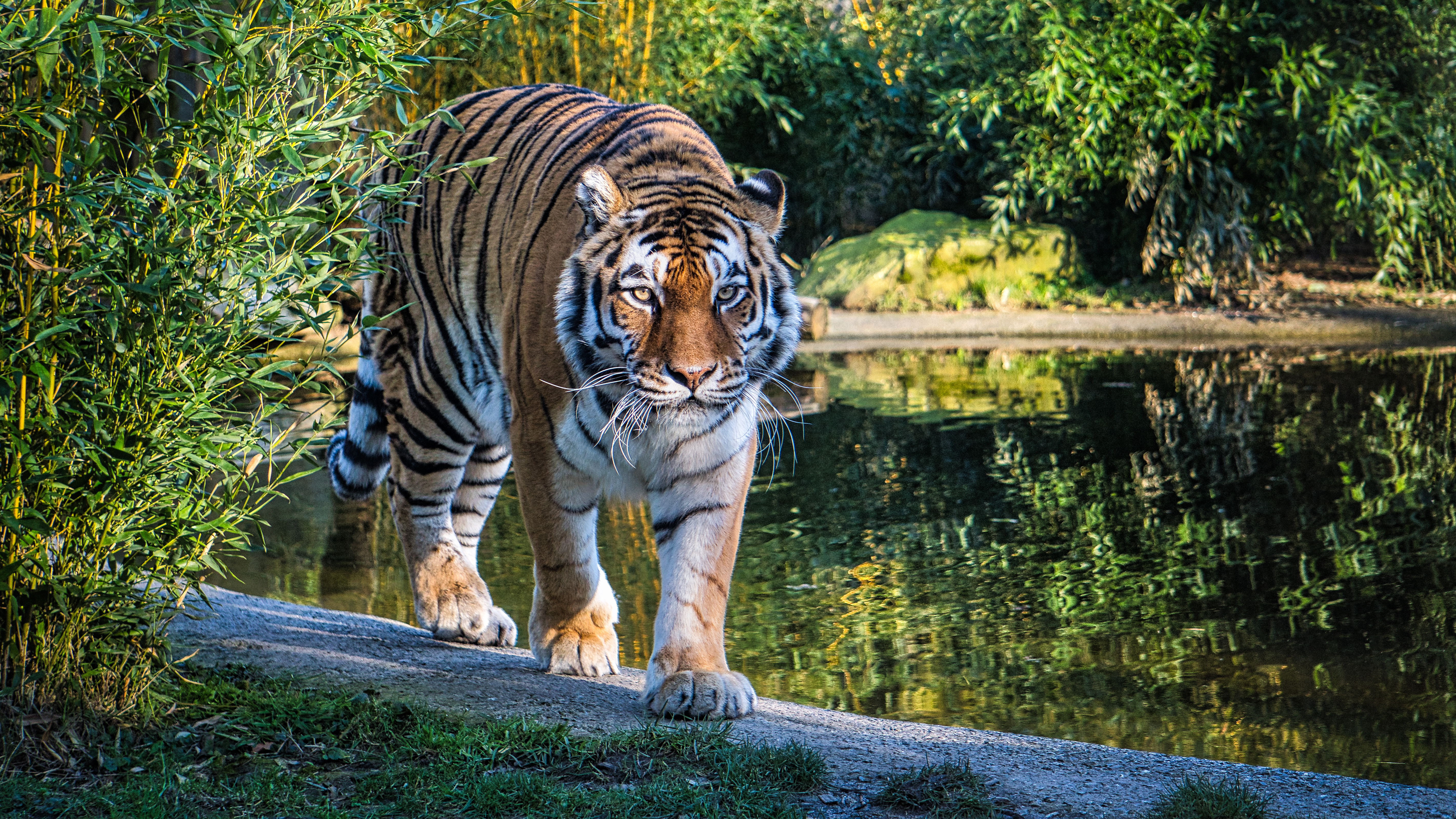 77361 скачать картинку озеро, тигр, взгляд, большая кошка, хищник, животные - обои и заставки бесплатно