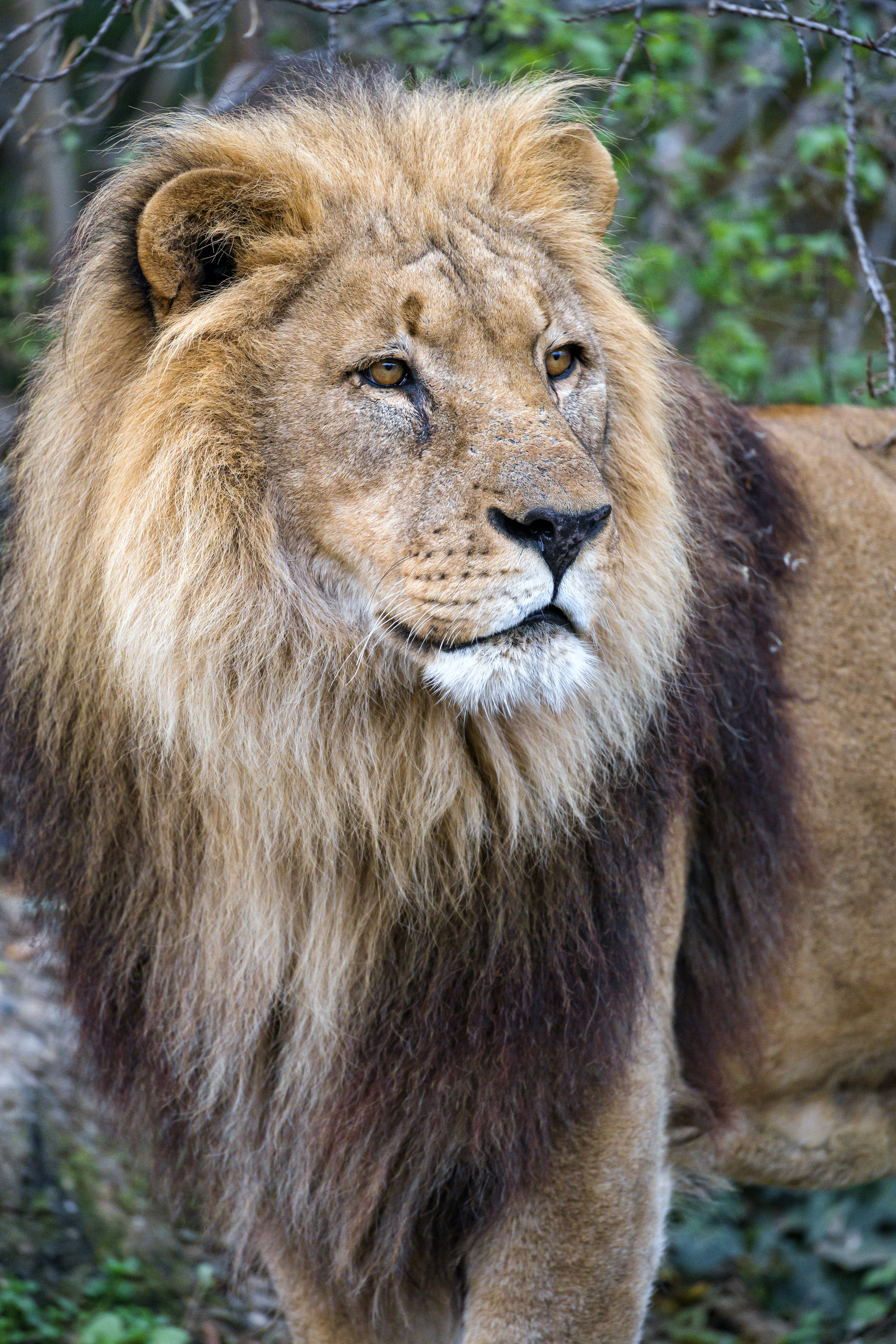 無料モバイル壁紙動物, ライオン, プレデター, ビッグキャット, 捕食者, 大きな猫をダウンロードします。