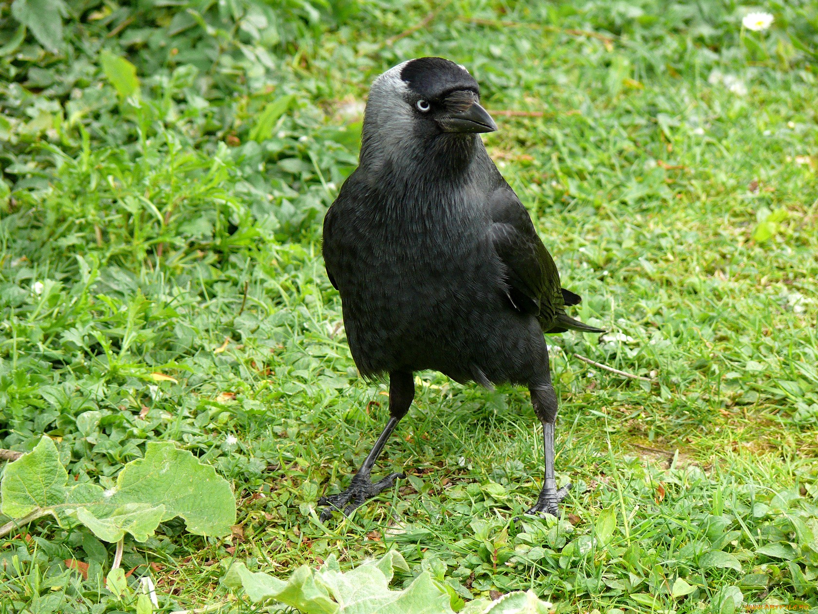 Laden Sie das Tiere, Krähe-Bild kostenlos auf Ihren PC-Desktop herunter