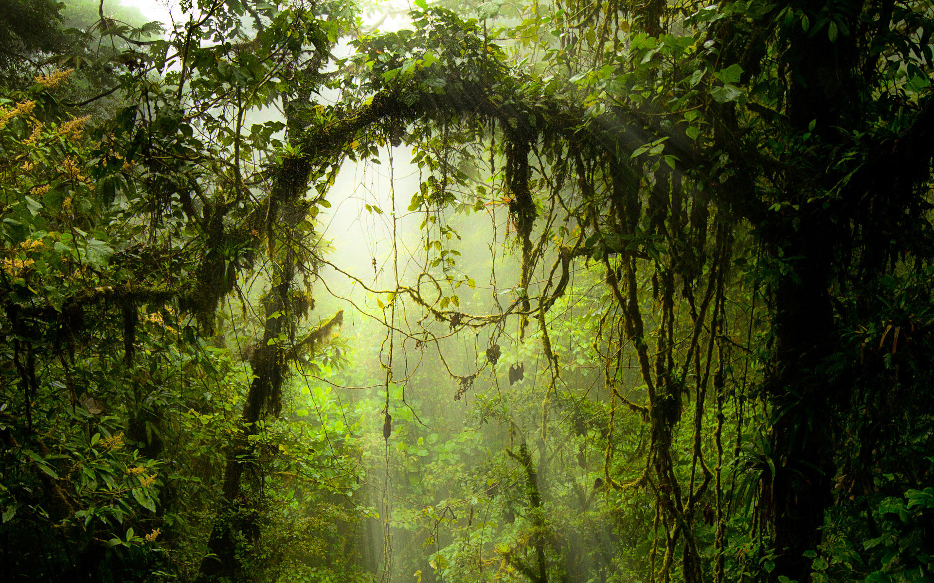 Download mobile wallpaper Forest, Earth for free.