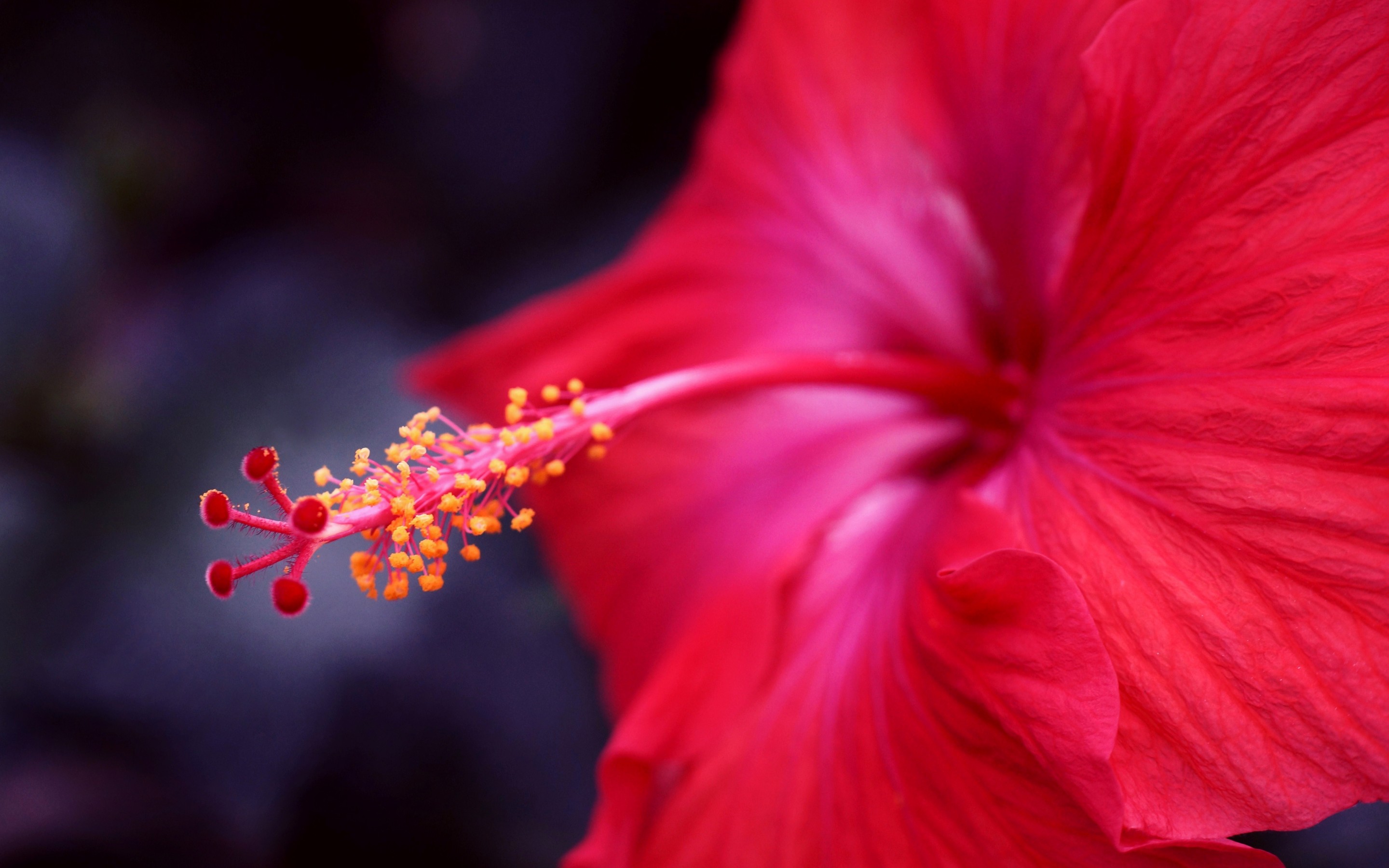 Free download wallpaper Flowers, Flower, Earth, Hibiscus on your PC desktop