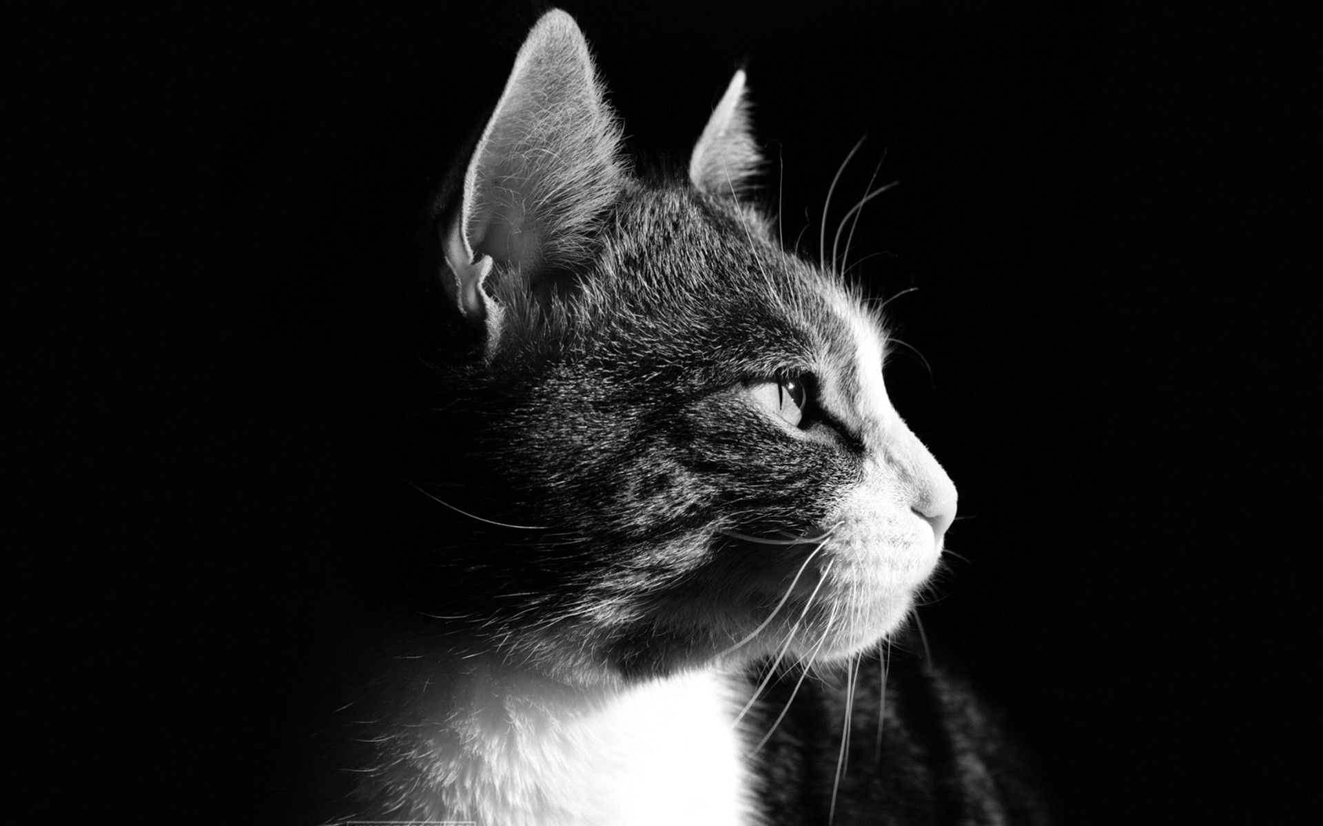 121702画像をダウンロード猫, 動物, ネコ, 銃口, 暗い背景, プロフィール-壁紙とスクリーンセーバーを無料で