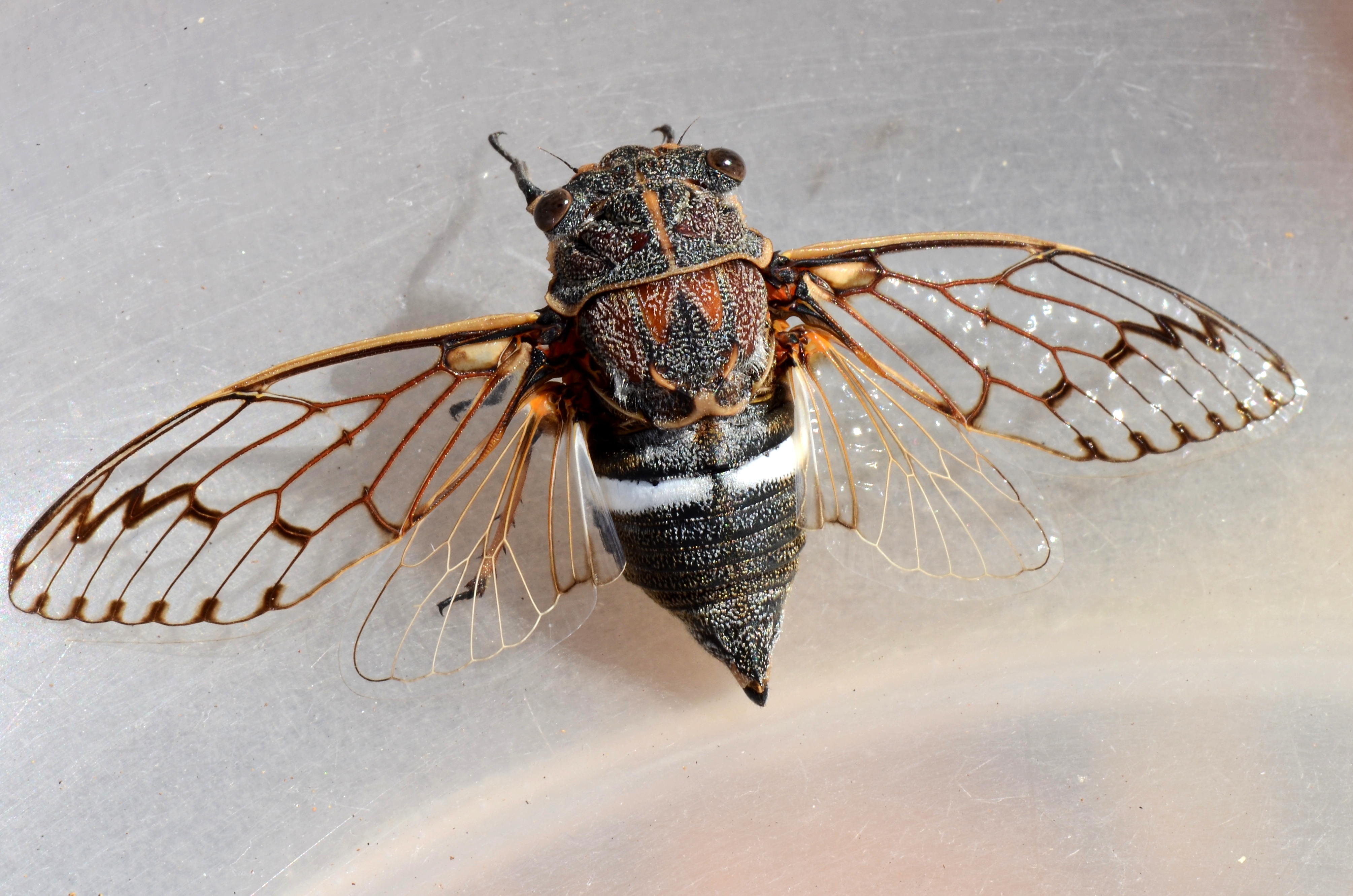 Téléchargez des papiers peints mobile Animaux, Insecte gratuitement.