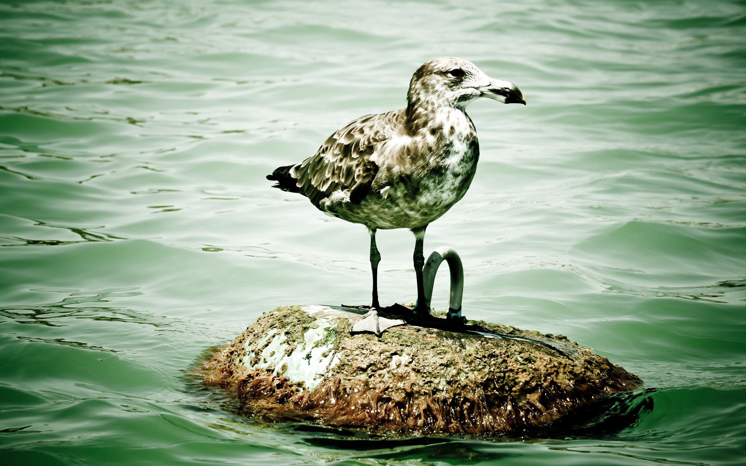 animals, bird, sit, gull, seagull, island, islet