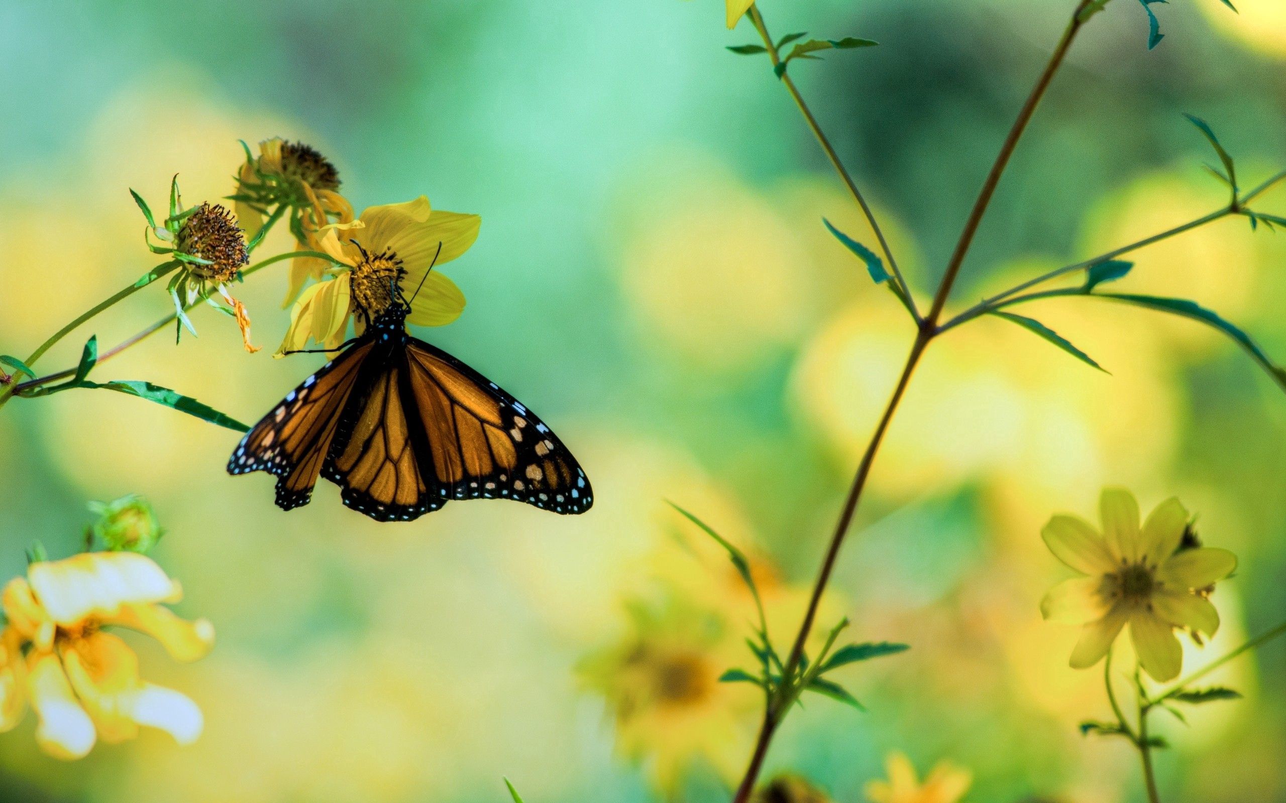 1920 x 1080 picture flowers, grass, macro, branches, butterfly