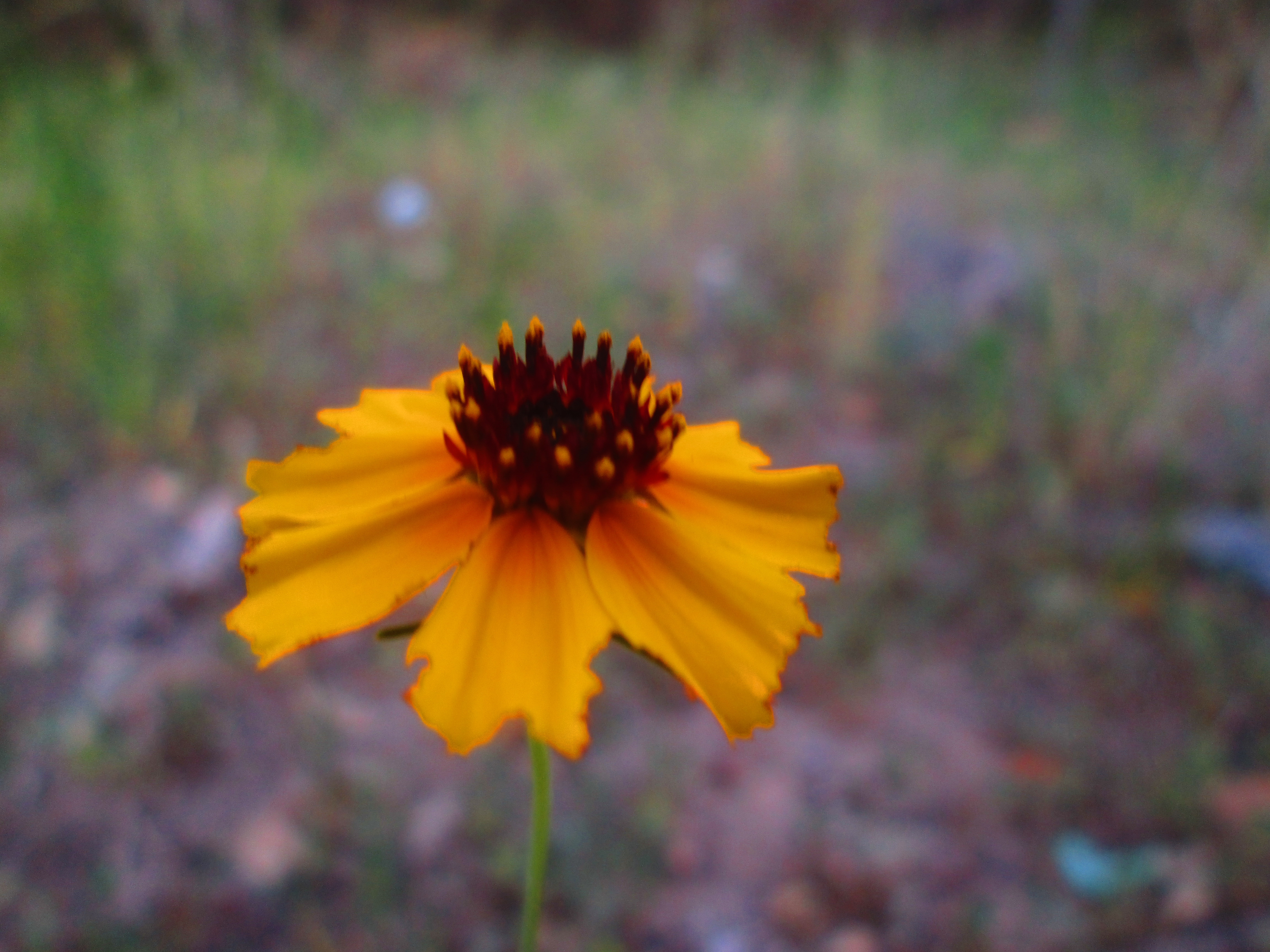 Descarga gratuita de fondo de pantalla para móvil de Flores, Flor, Tierra/naturaleza.