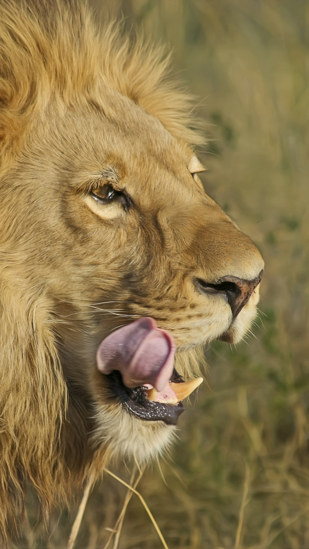 Téléchargez des papiers peints mobile Animaux, Chats, Lion gratuitement.