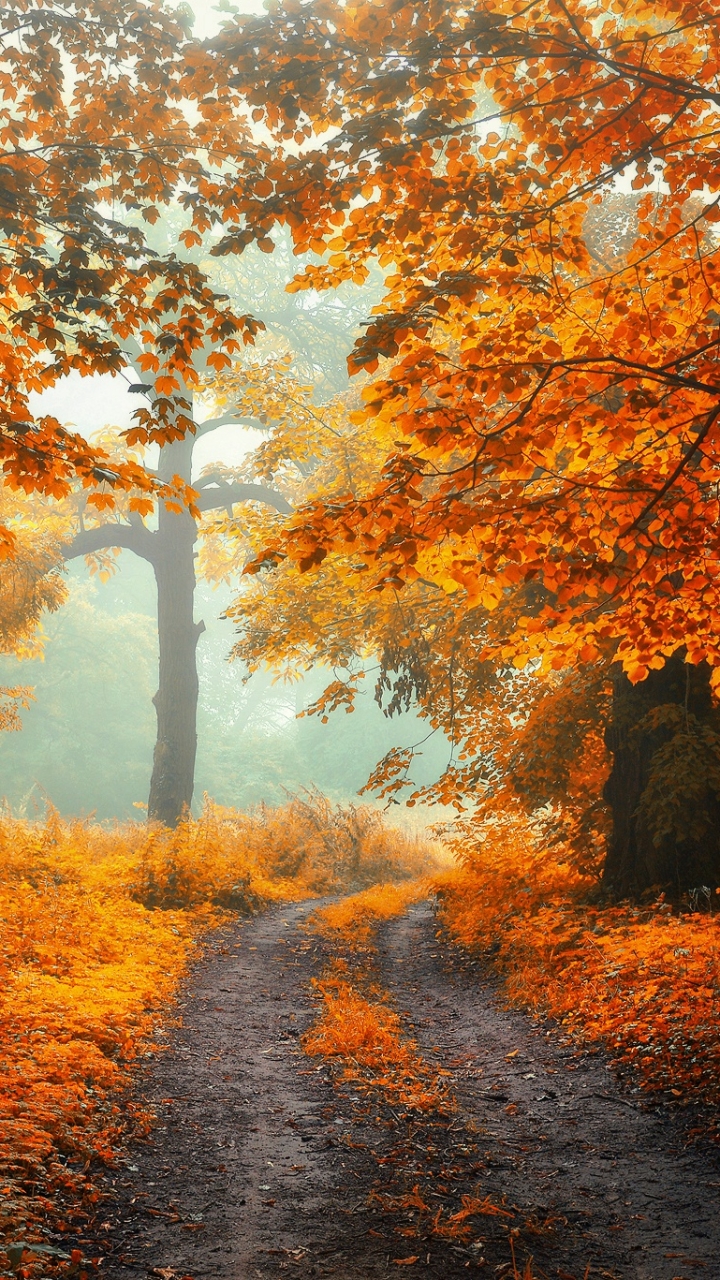 Download mobile wallpaper Forest, Fall, Earth, Path for free.