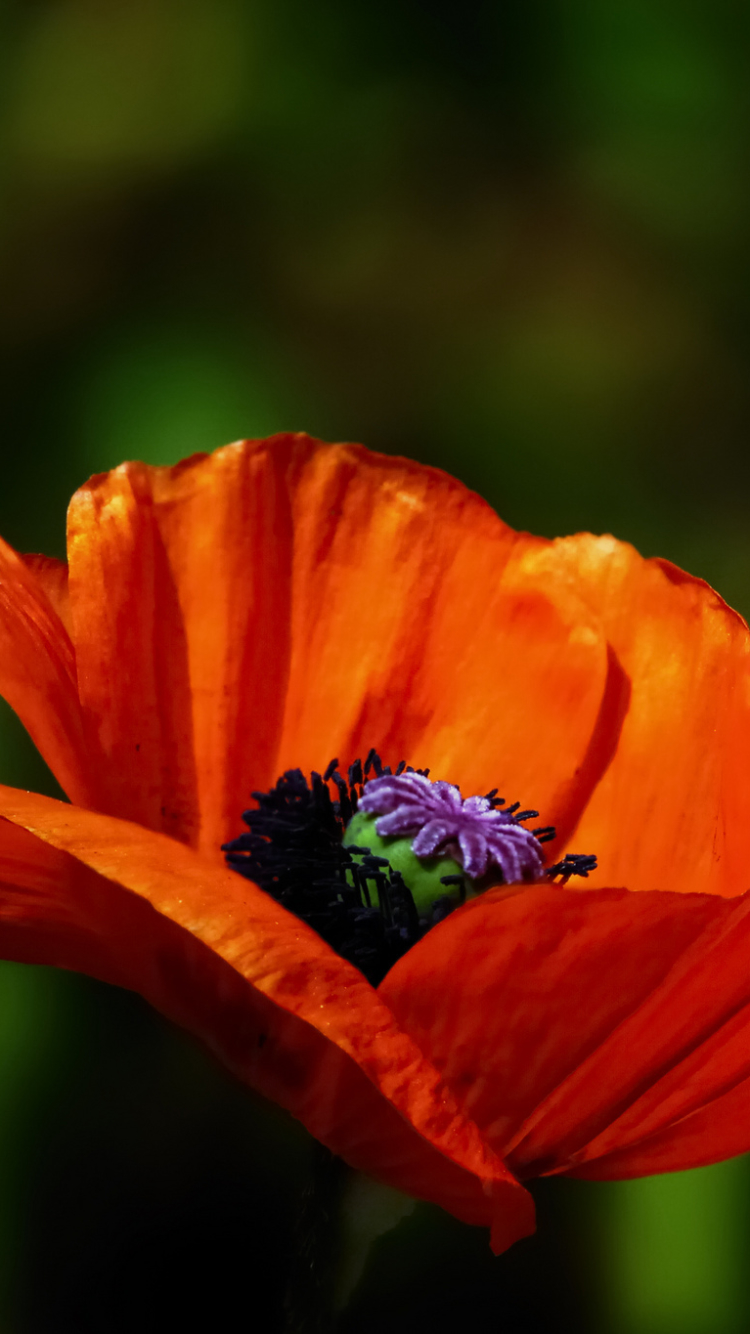 Descarga gratuita de fondo de pantalla para móvil de Naturaleza, Flores, Flor, De Cerca, Amapola, Tierra/naturaleza, Flor Naranja.