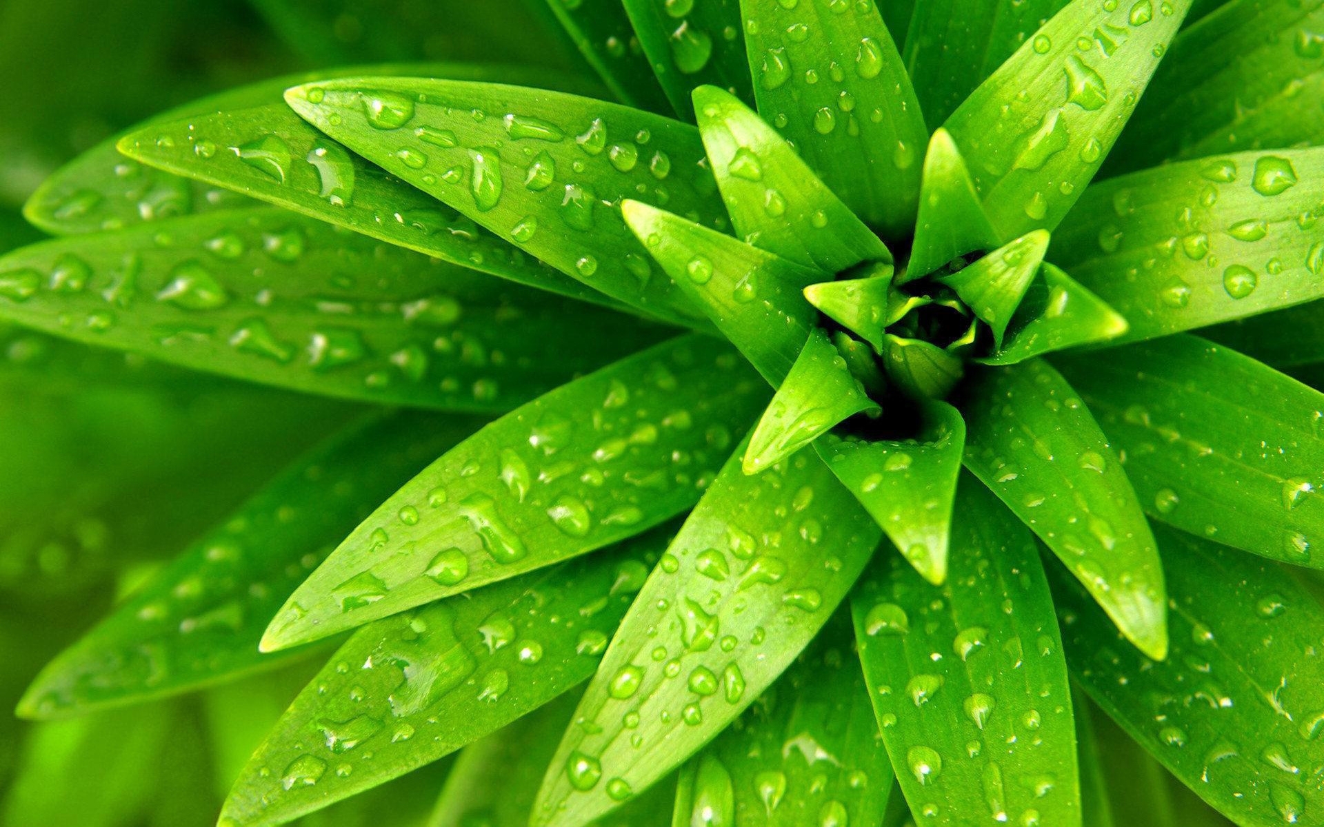 Laden Sie das Pflanzen, Blätter, Drops-Bild kostenlos auf Ihren PC-Desktop herunter