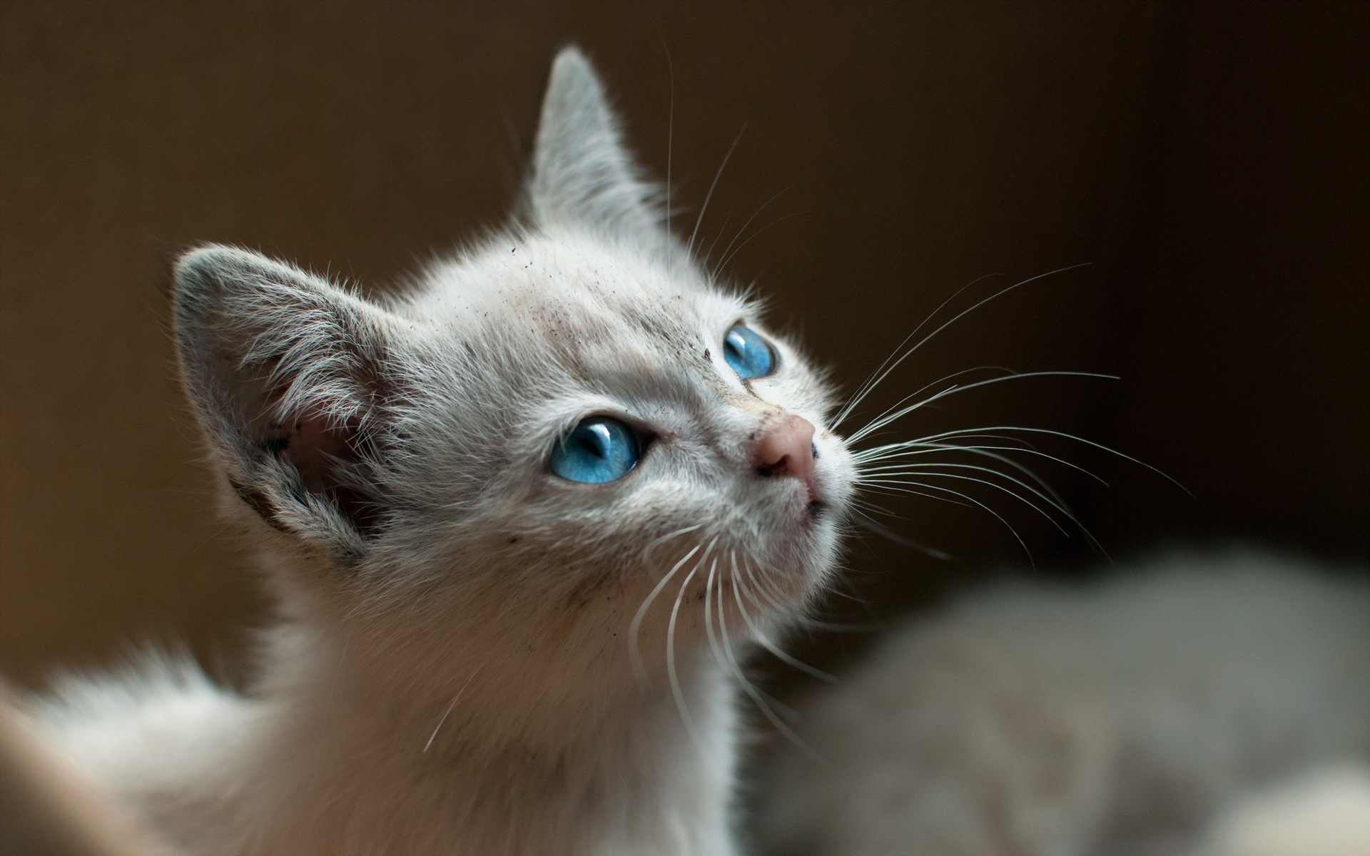 Baixe gratuitamente a imagem Animais, Gatos, Gato na área de trabalho do seu PC