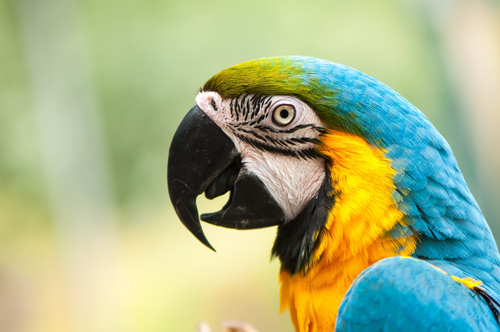 PCデスクトップに動物, 鳥, 青と黄色のコンゴウインコ画像を無料でダウンロード