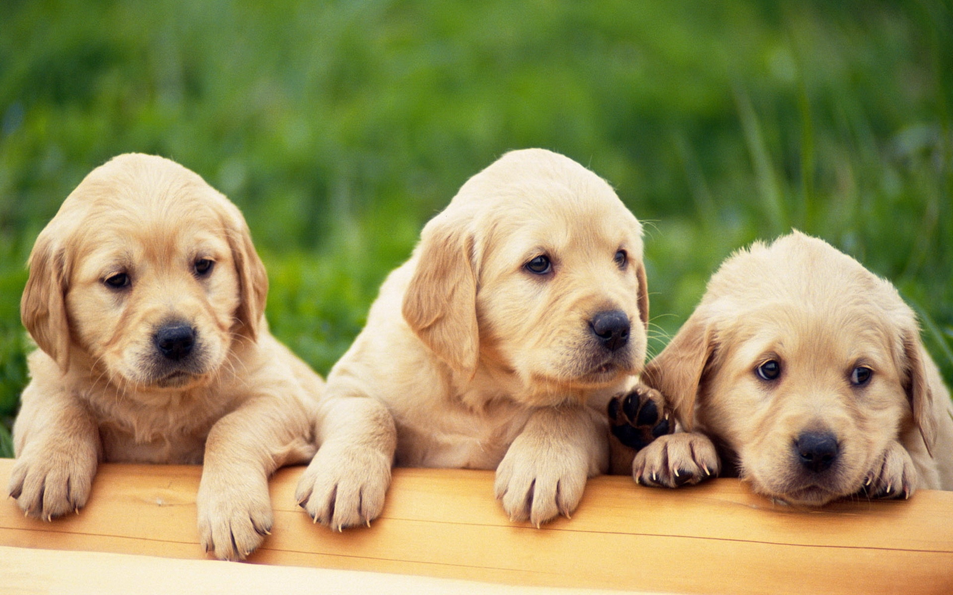 dog, animal, golden retriever, puppy, dogs