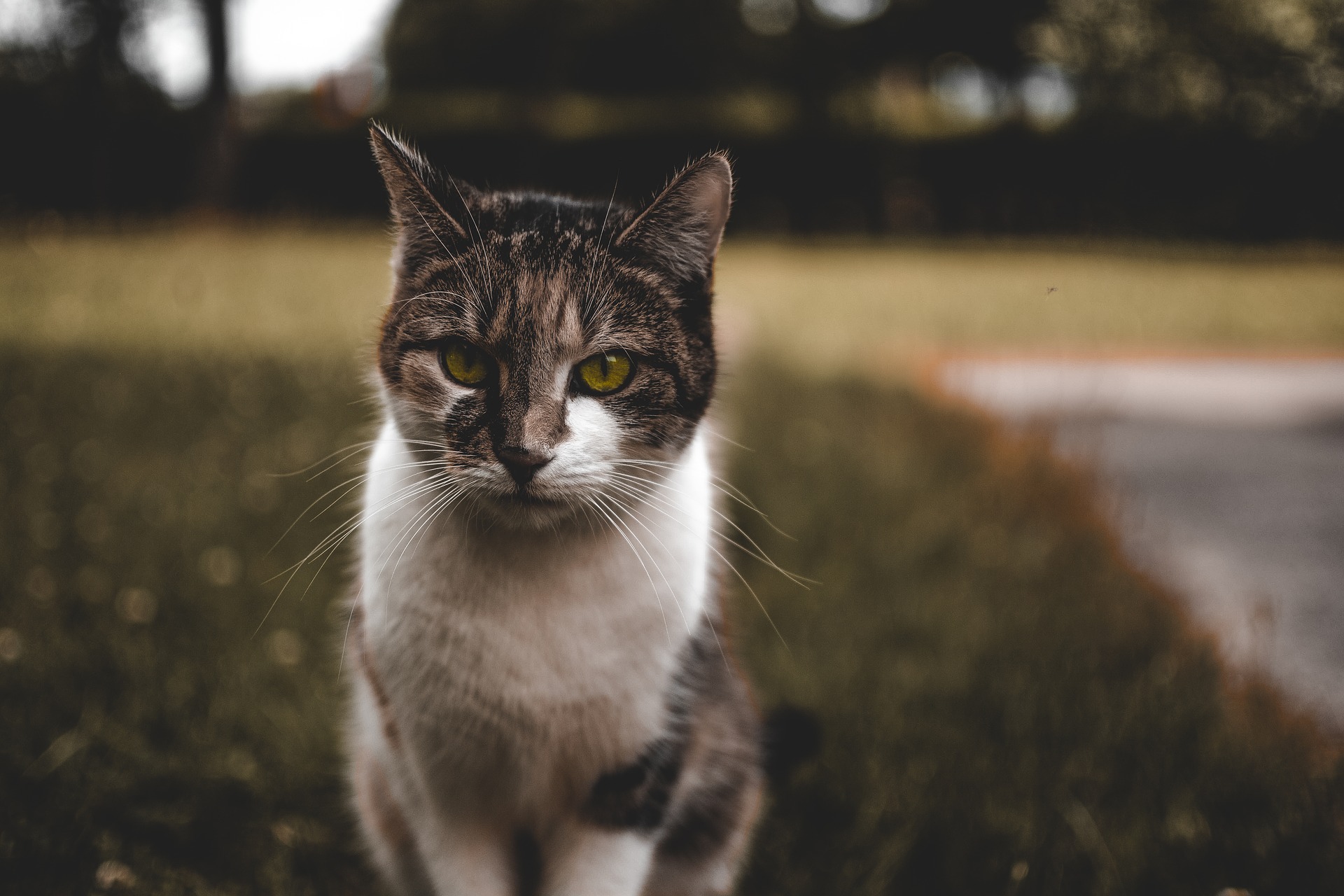 Free download wallpaper Cats, Cat, Animal, Stare, Depth Of Field on your PC desktop