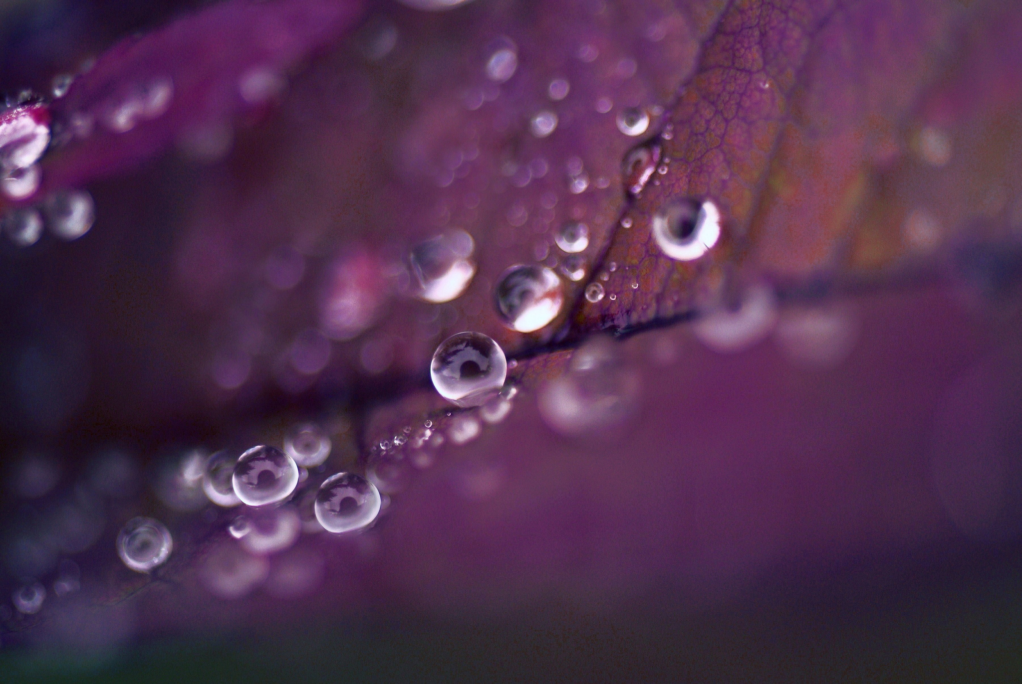 Handy-Wallpaper Natur, Makro, Blatt, Wassertropfen, Erde/natur kostenlos herunterladen.