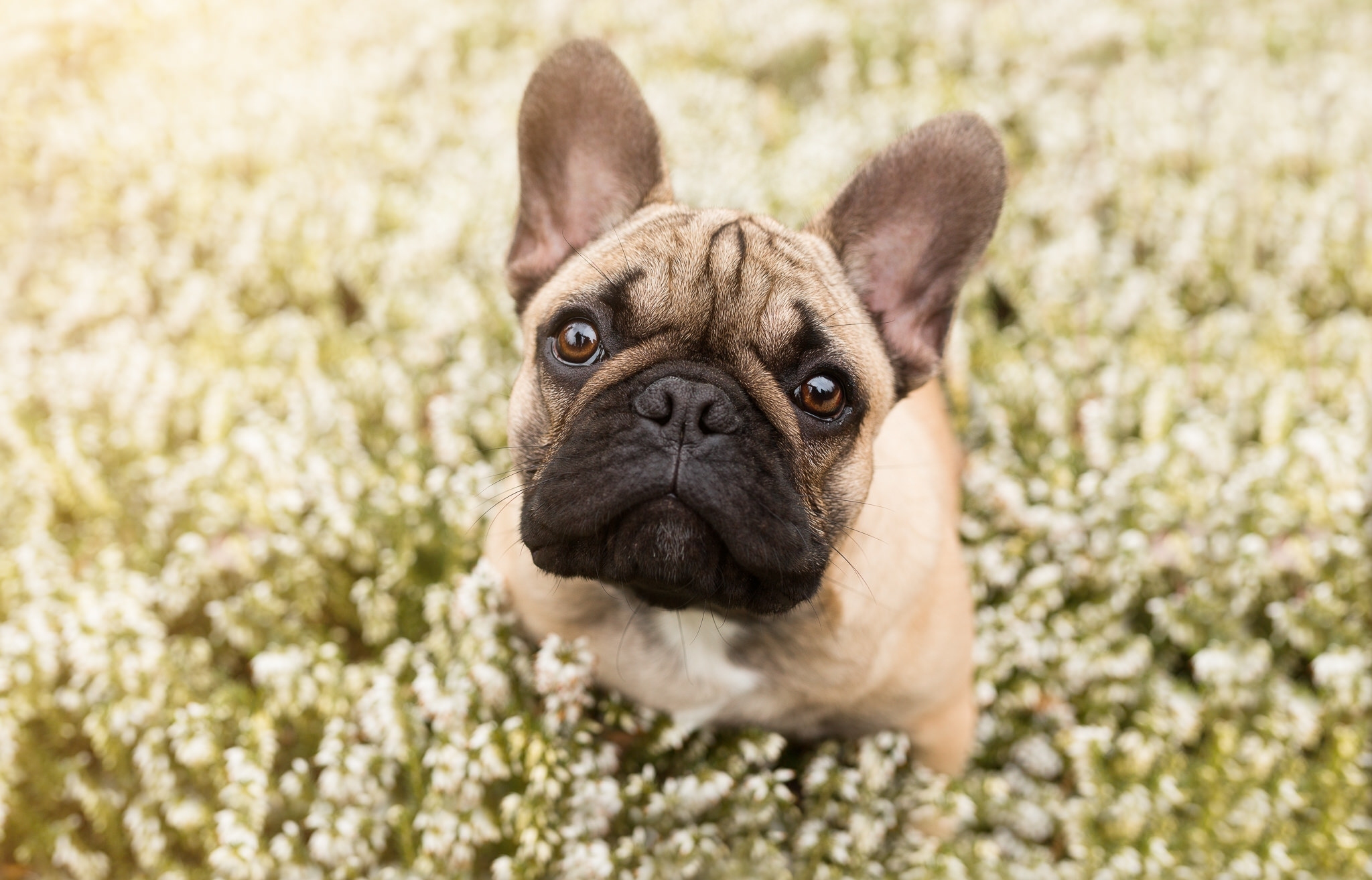 Handy-Wallpaper Tiere, Hunde, Hund, Weiße Blume, Französisch Bulldogge kostenlos herunterladen.