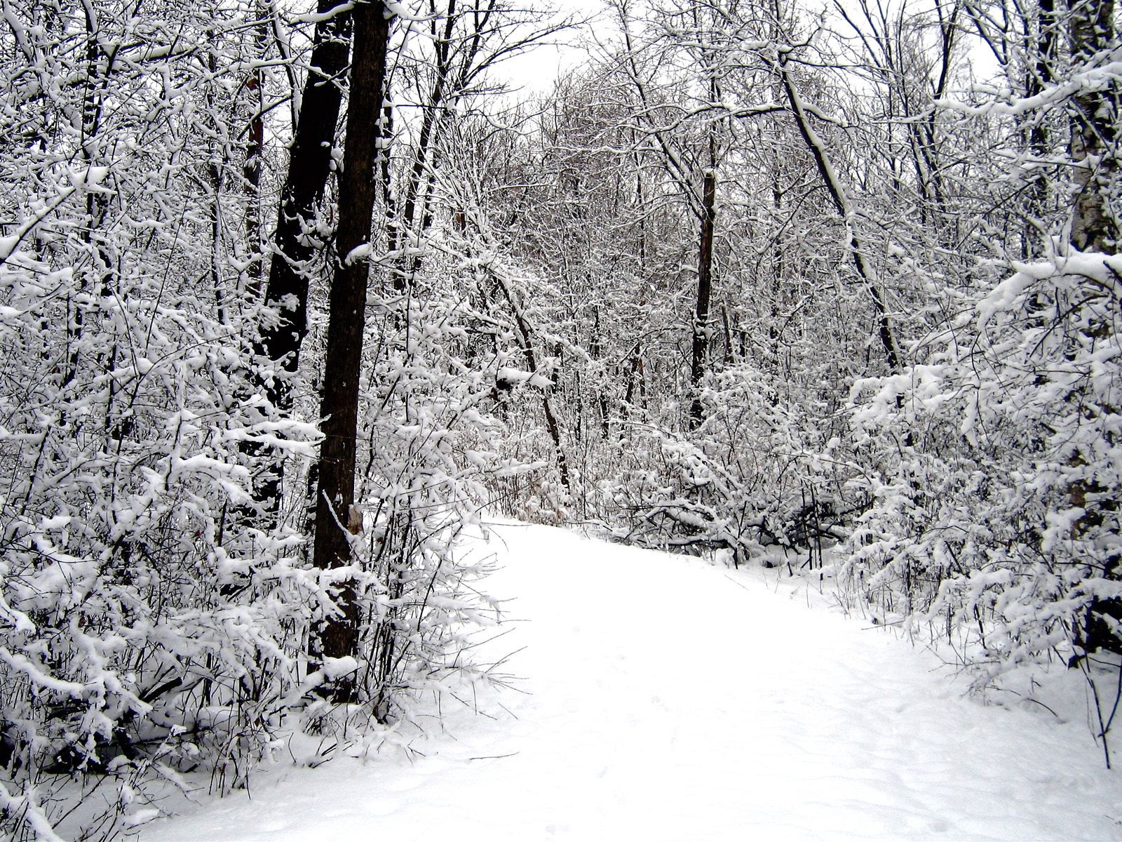 Скачать картинку Снег, Лес, Дорога, Природа, Зима в телефон бесплатно.