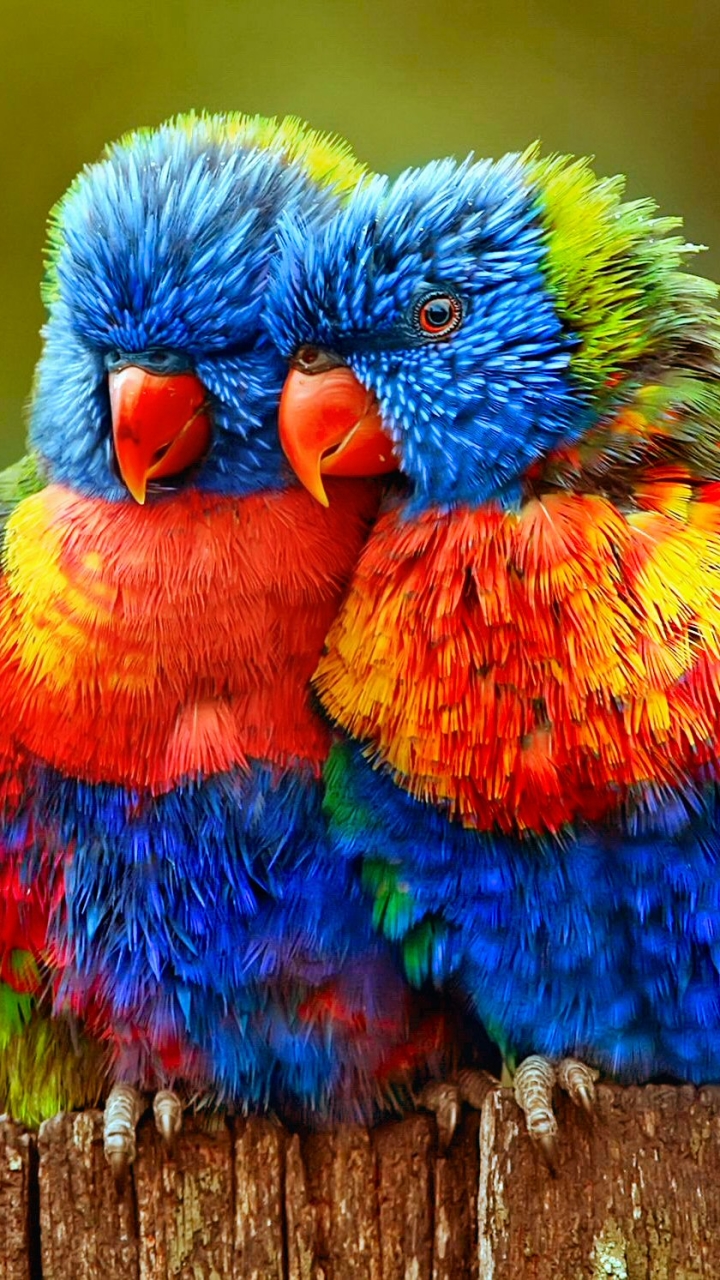 Download mobile wallpaper Birds, Bird, Close Up, Animal, Colorful, Lovebird, Parrot, Lorikeet, Rainbow Lorikeet for free.