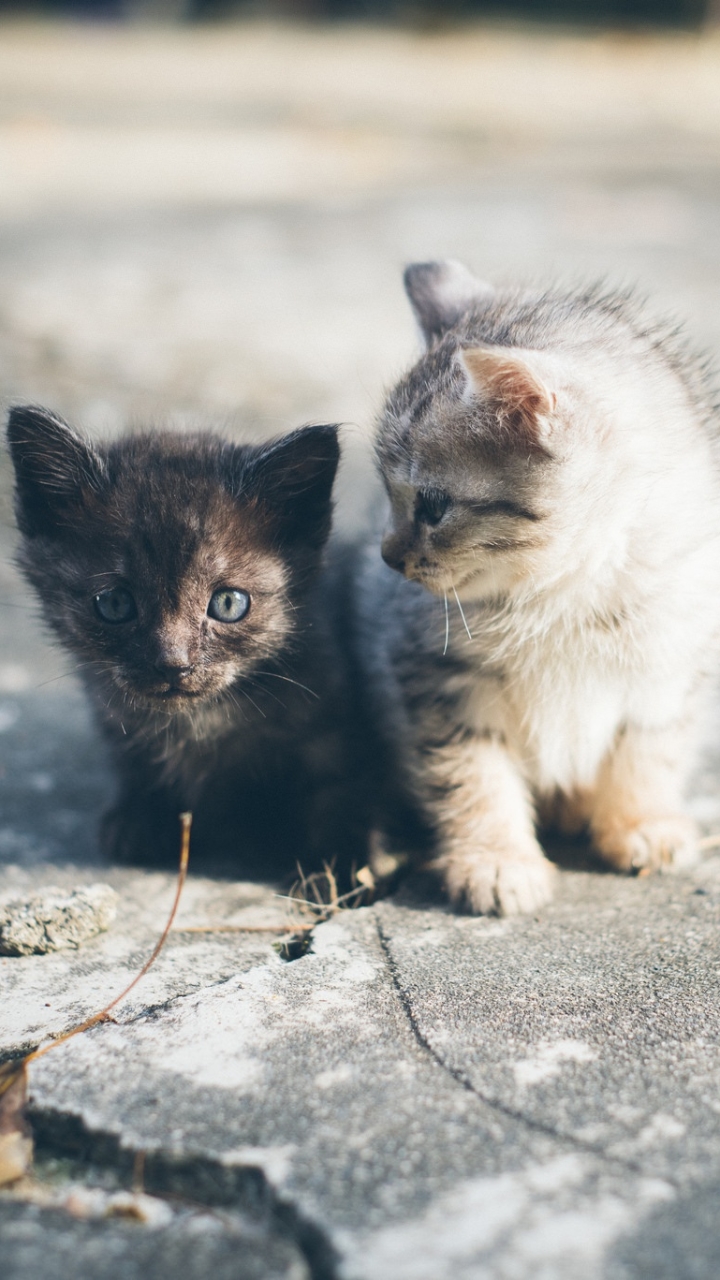 Baixar papel de parede para celular de Animais, Gatos, Gato, Gatinho, Animal Bebê gratuito.