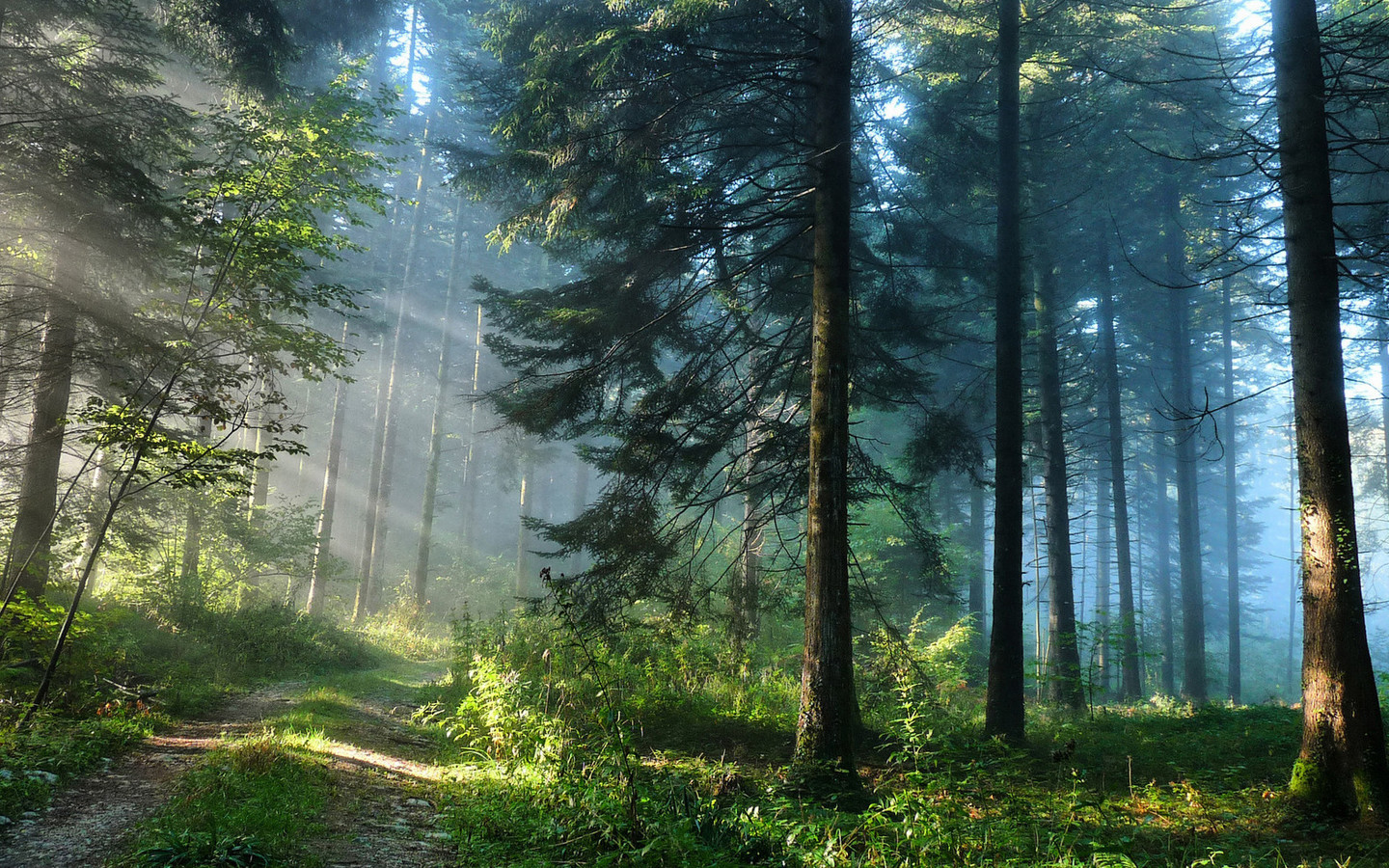 Laden Sie das Bäume, Roads, Landschaft, Sun-Bild kostenlos auf Ihren PC-Desktop herunter