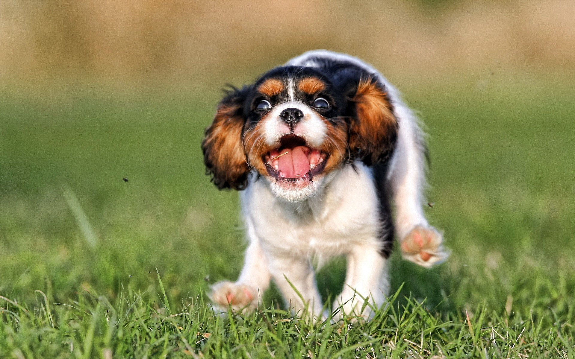 Baixar papel de parede para celular de Animais, Cão gratuito.