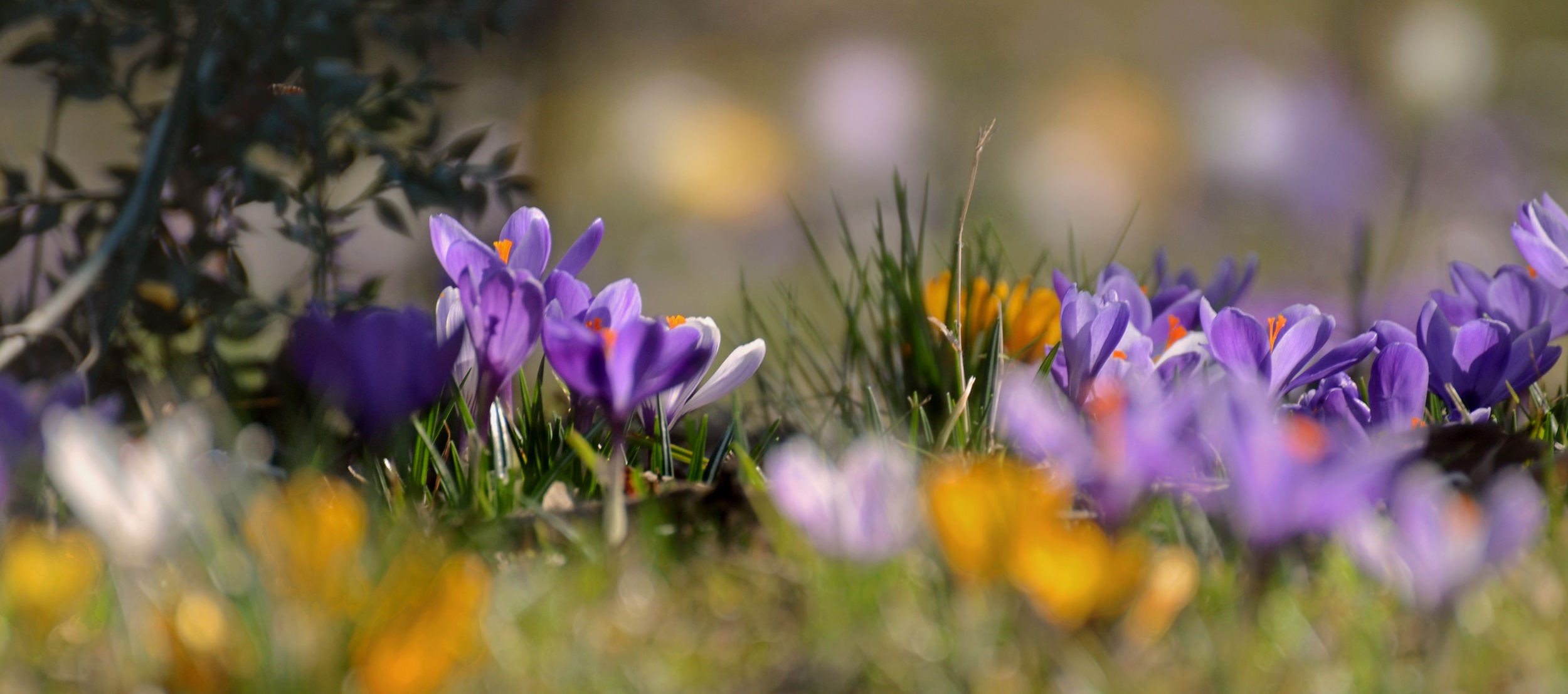 Скачати мобільні шпалери Природа, Квітка, Земля, Весна, Крокус, Фіолетова Квітка, Флауерзи безкоштовно.