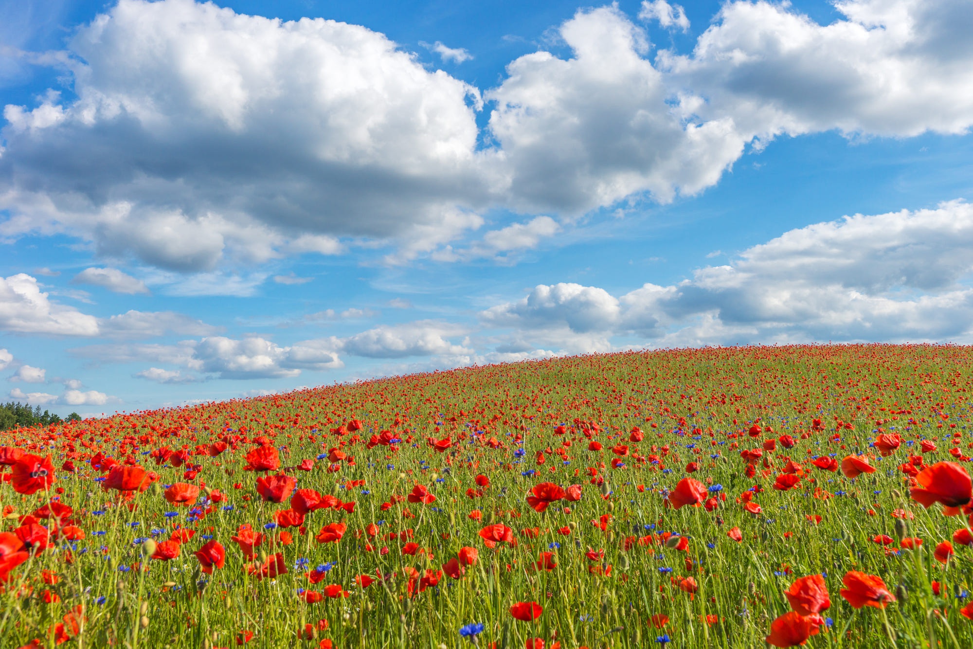 Laden Sie das Blumen, Mohn, Sommer, Blume, Feld, Wolke, Wiese, Rote Blume, Erde/natur-Bild kostenlos auf Ihren PC-Desktop herunter