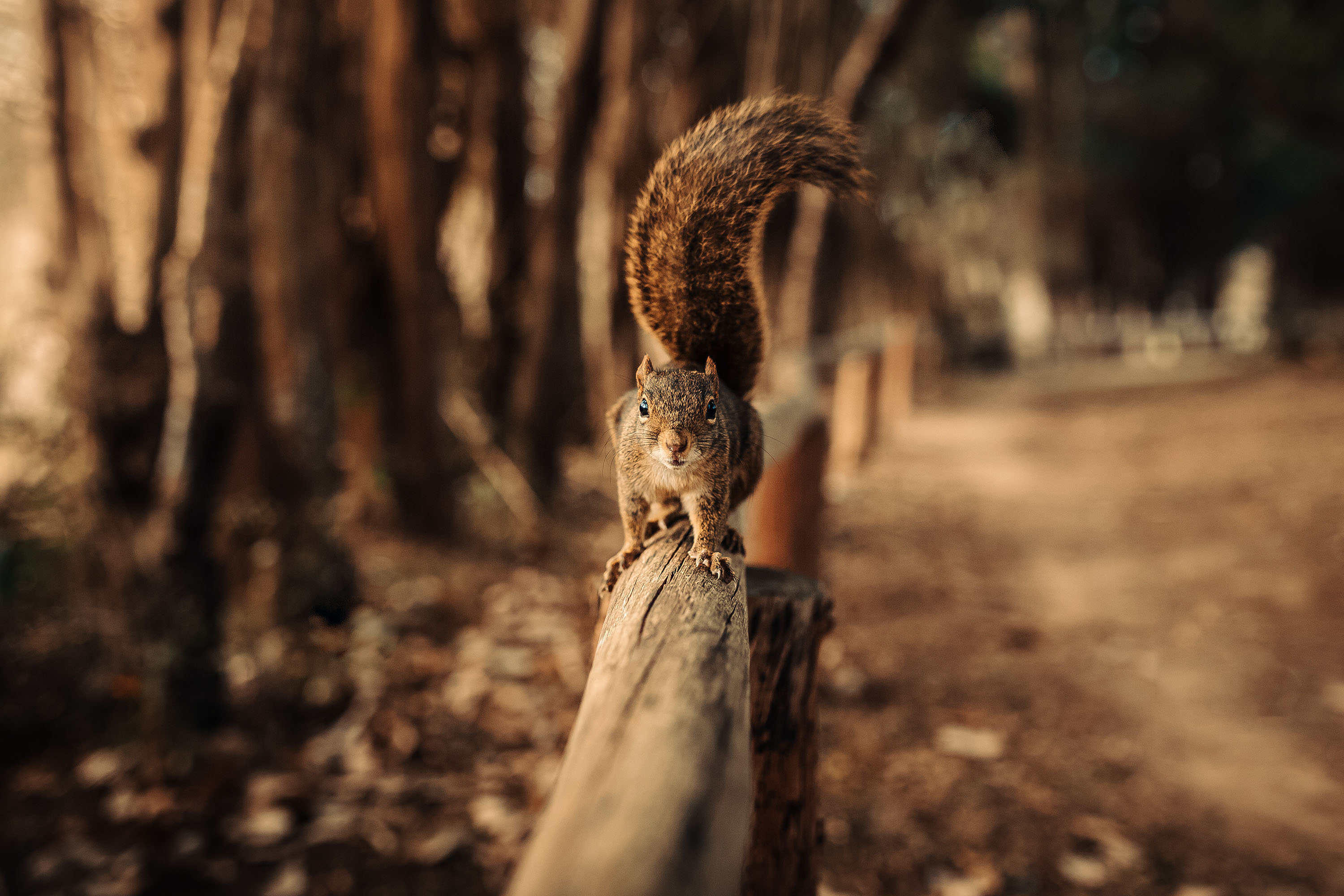 Download mobile wallpaper Squirrel, Animal for free.