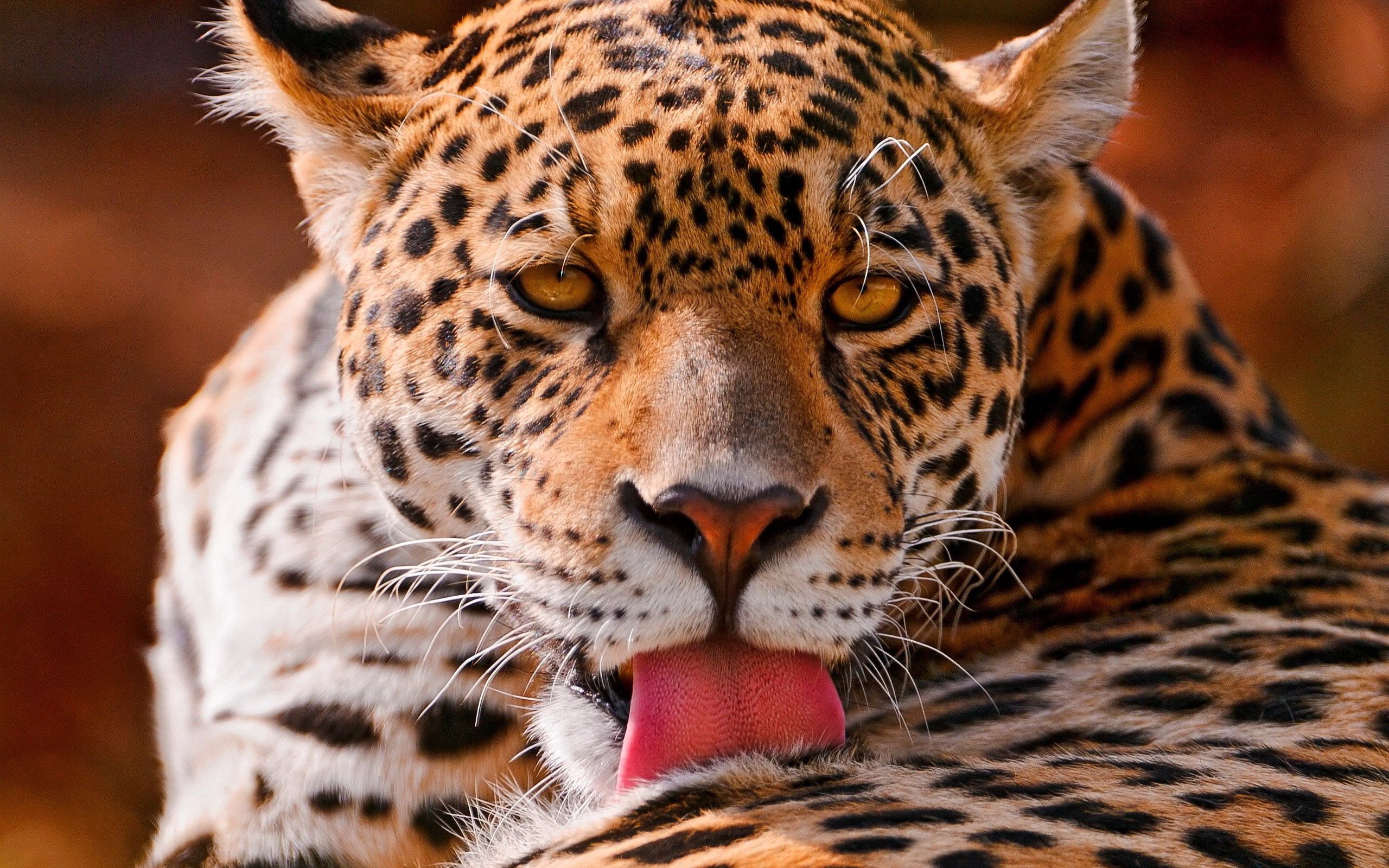 Baixar papel de parede para celular de Leopardo, Animais, Focinho, Fechar Se, Gato Grande, Close Up gratuito.
