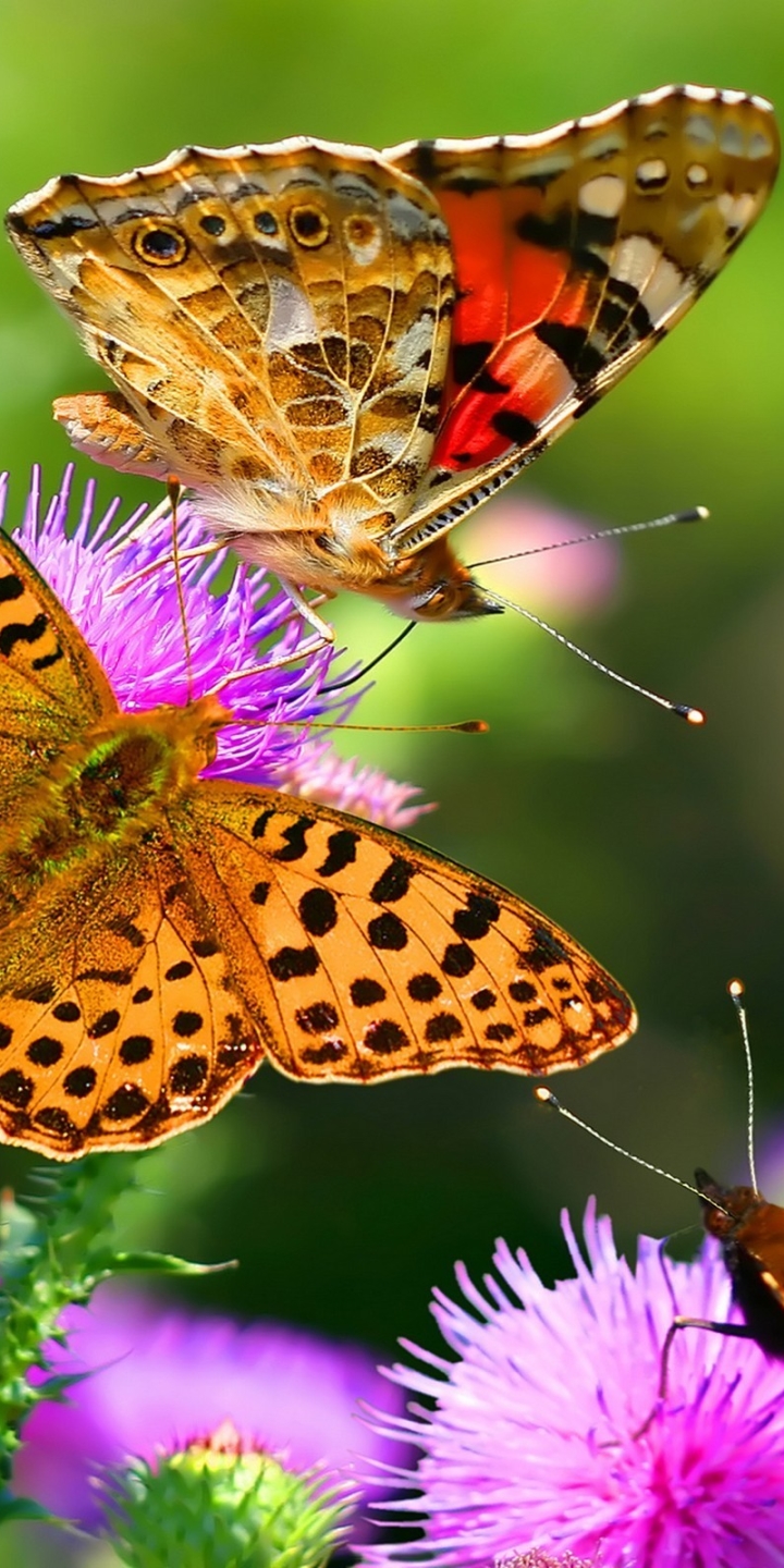 Descarga gratuita de fondo de pantalla para móvil de Animales, Mariposa.