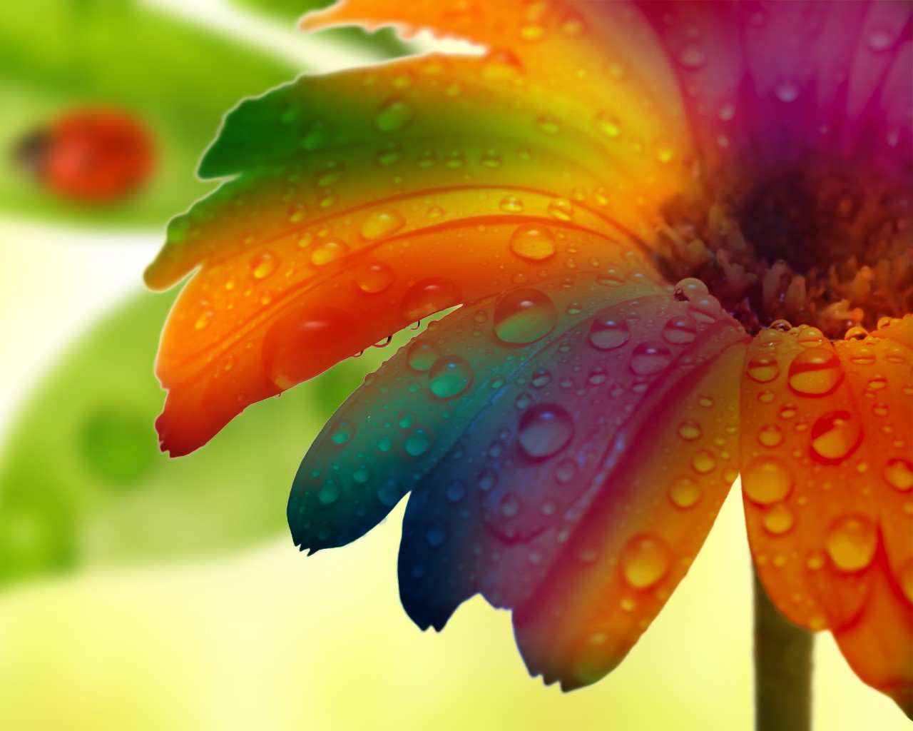 Laden Sie das Blume, Wassertropfen, Erde/natur-Bild kostenlos auf Ihren PC-Desktop herunter
