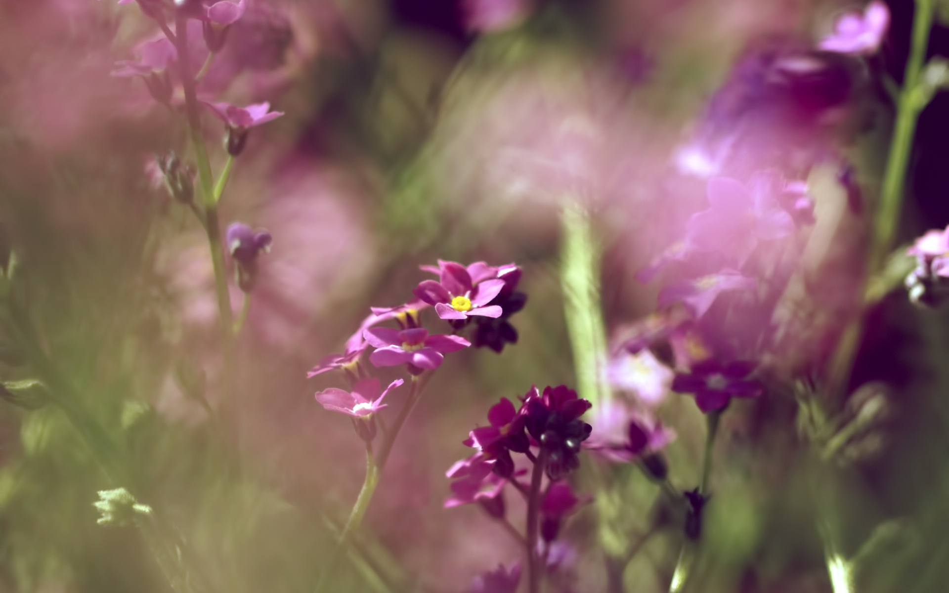 Téléchargez gratuitement l'image Fleurs, Fleur, Terre/nature sur le bureau de votre PC