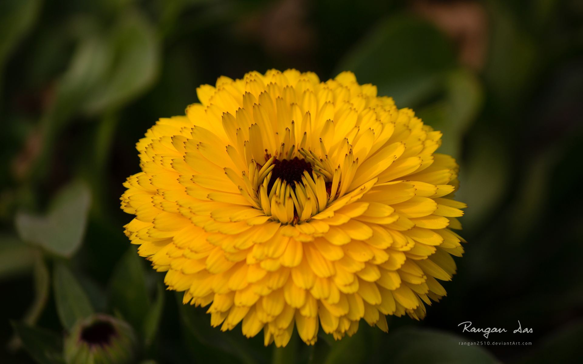 Descarga gratuita de fondo de pantalla para móvil de Flores, Flor, Tierra/naturaleza.