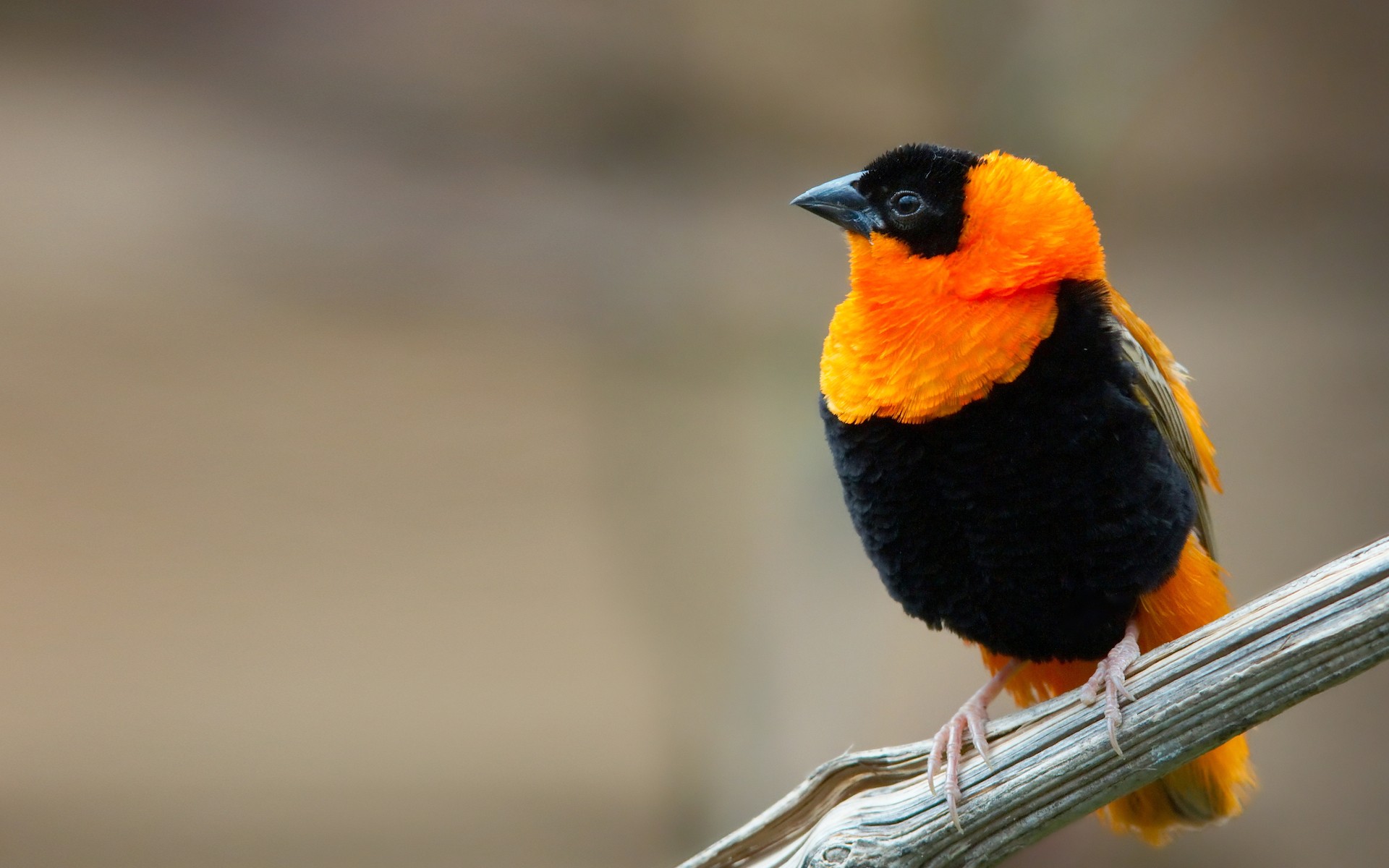 Baixar papel de parede para celular de Animais, Aves, Pássaro gratuito.