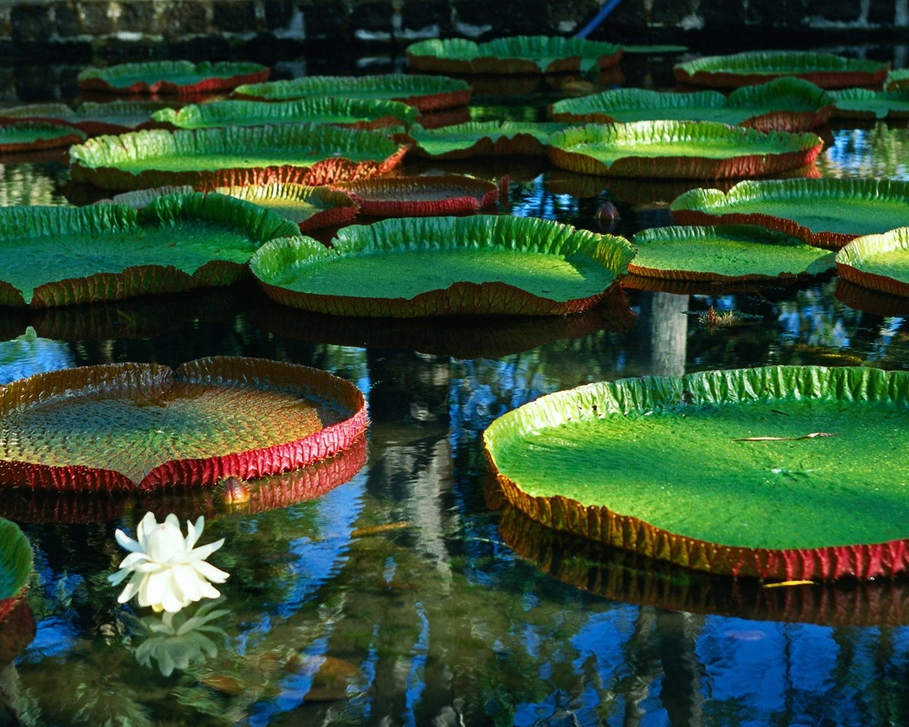 Descarga gratis la imagen Flor, Tierra/naturaleza en el escritorio de tu PC