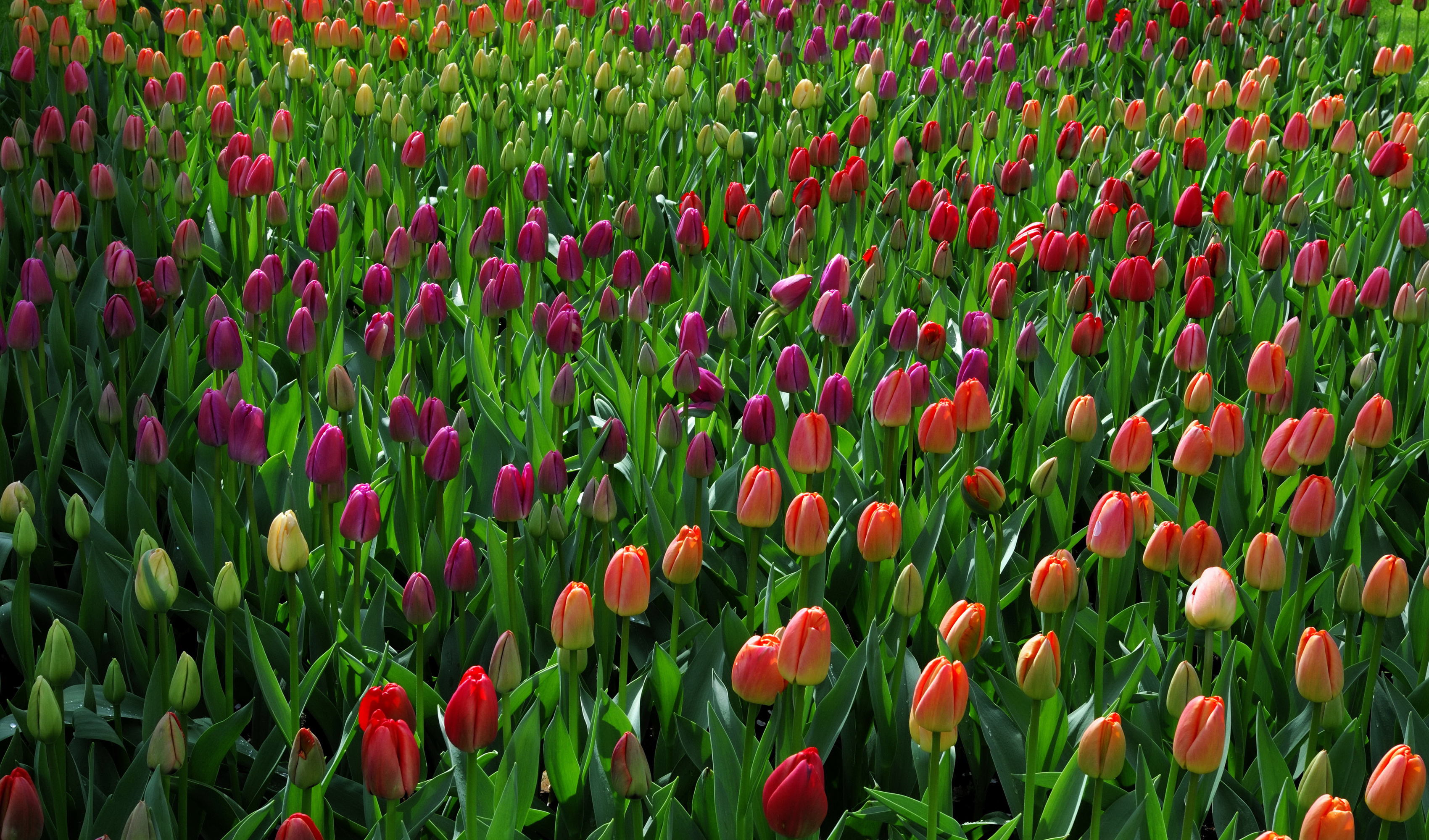 Descarga gratis la imagen Naturaleza, Flores, Verano, Flor, Tulipán, Flor Purpura, Flor Roja, Tierra/naturaleza en el escritorio de tu PC
