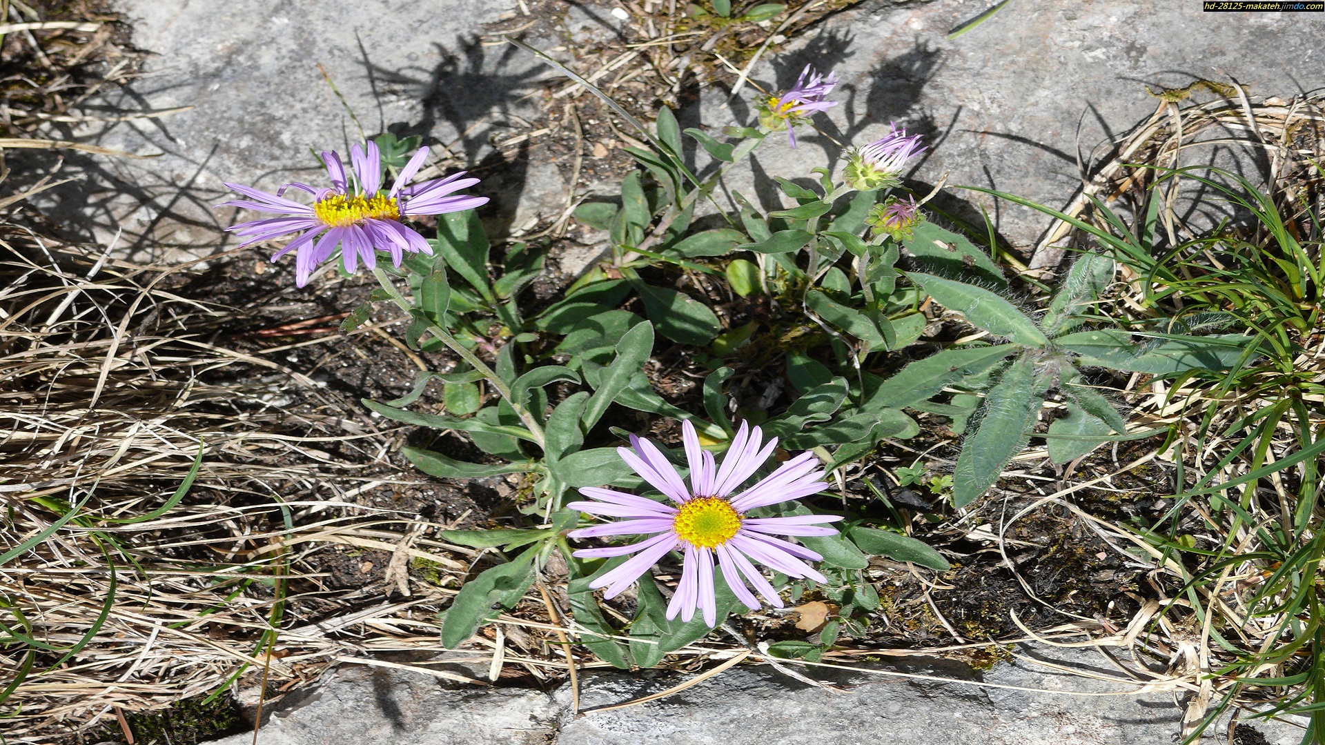 Descarga gratuita de fondo de pantalla para móvil de Flores, Flor, Tierra/naturaleza.