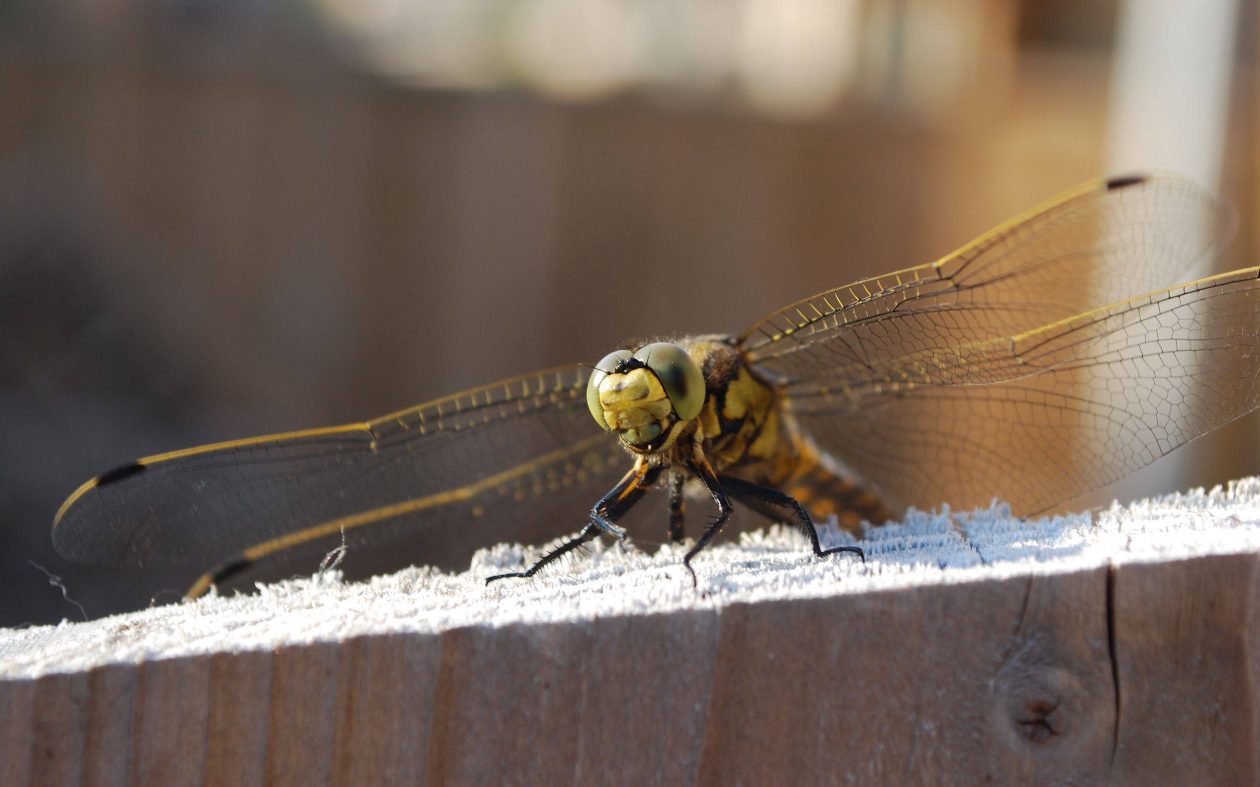 Download mobile wallpaper Animals, Sit, Dragonfly, Insect, Wings for free.