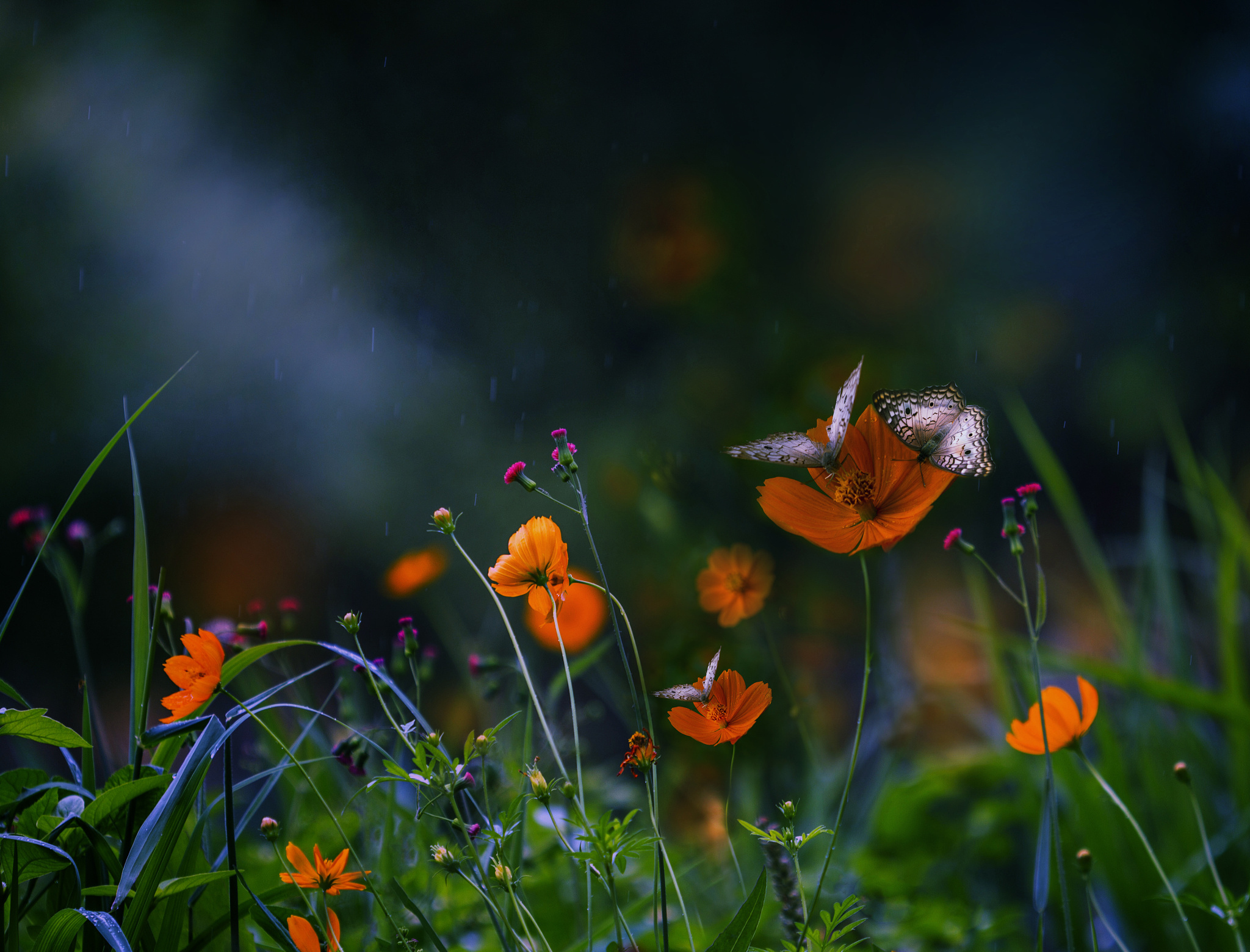 Download mobile wallpaper Nature, Flower, Butterfly, Animal, Orange Flower for free.