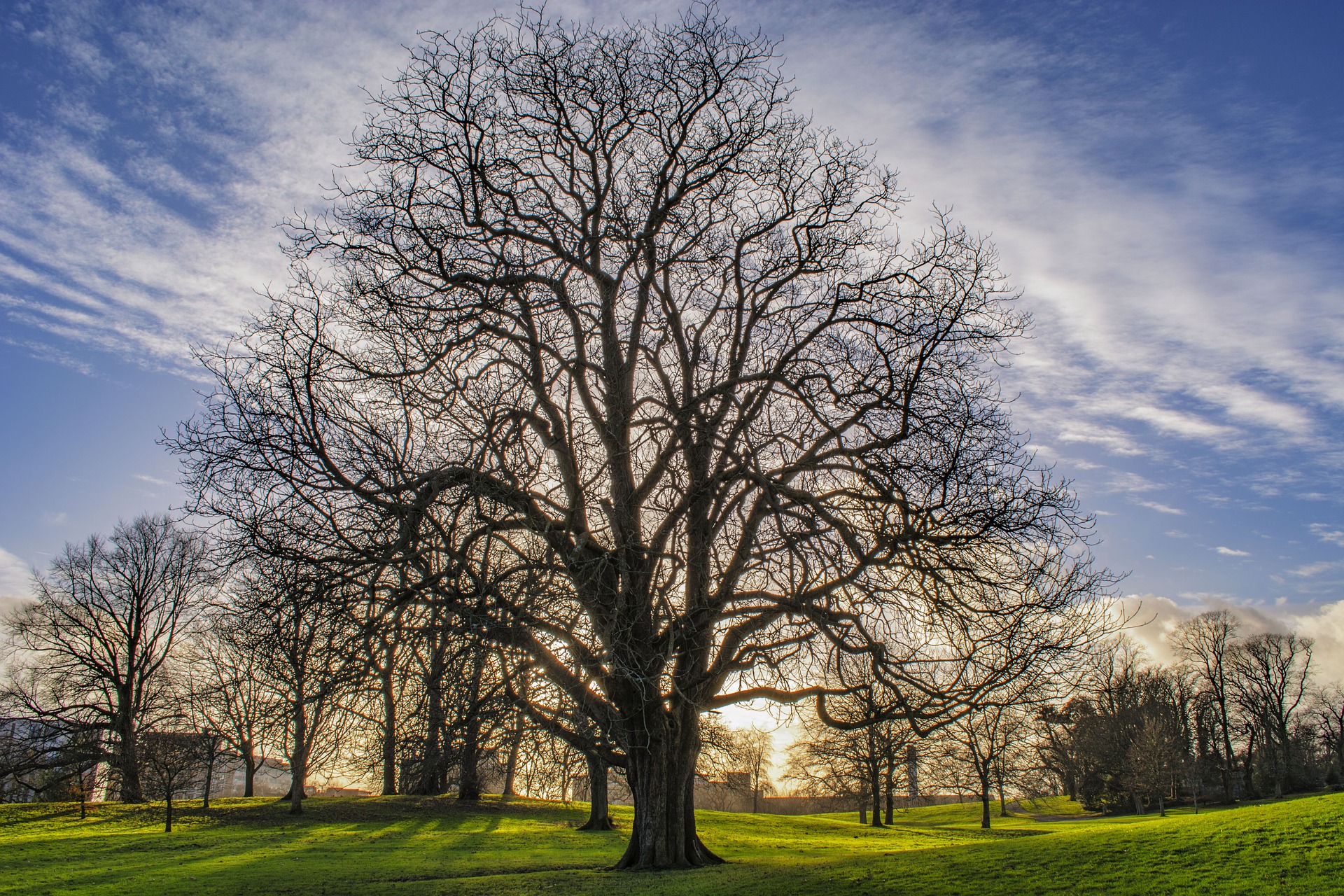 Téléchargez gratuitement l'image Arbre, Des Arbres, La Nature, Terre/nature sur le bureau de votre PC