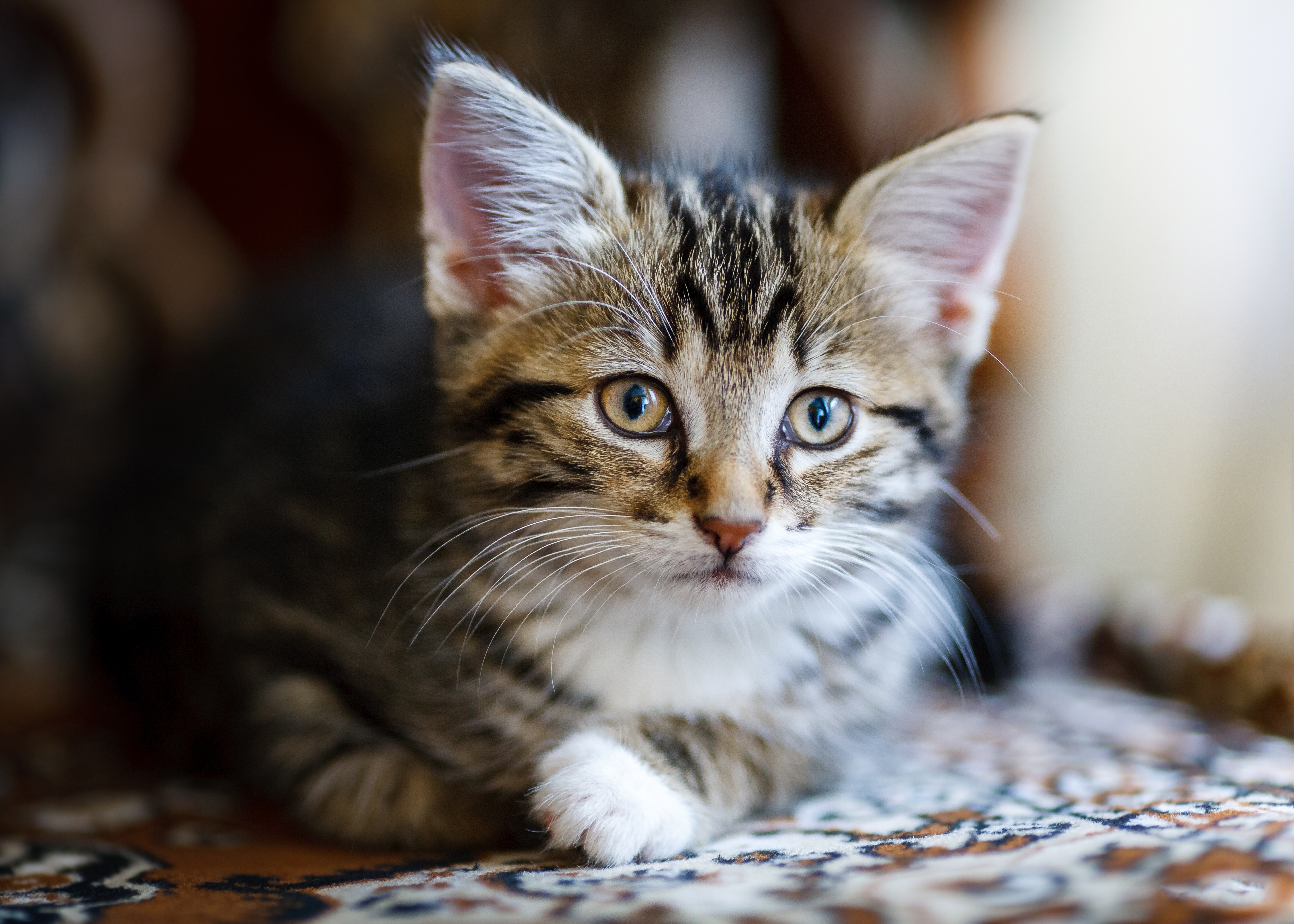 Téléchargez gratuitement l'image Animaux, Chats, Chat, Chaton, Bébé Animal sur le bureau de votre PC