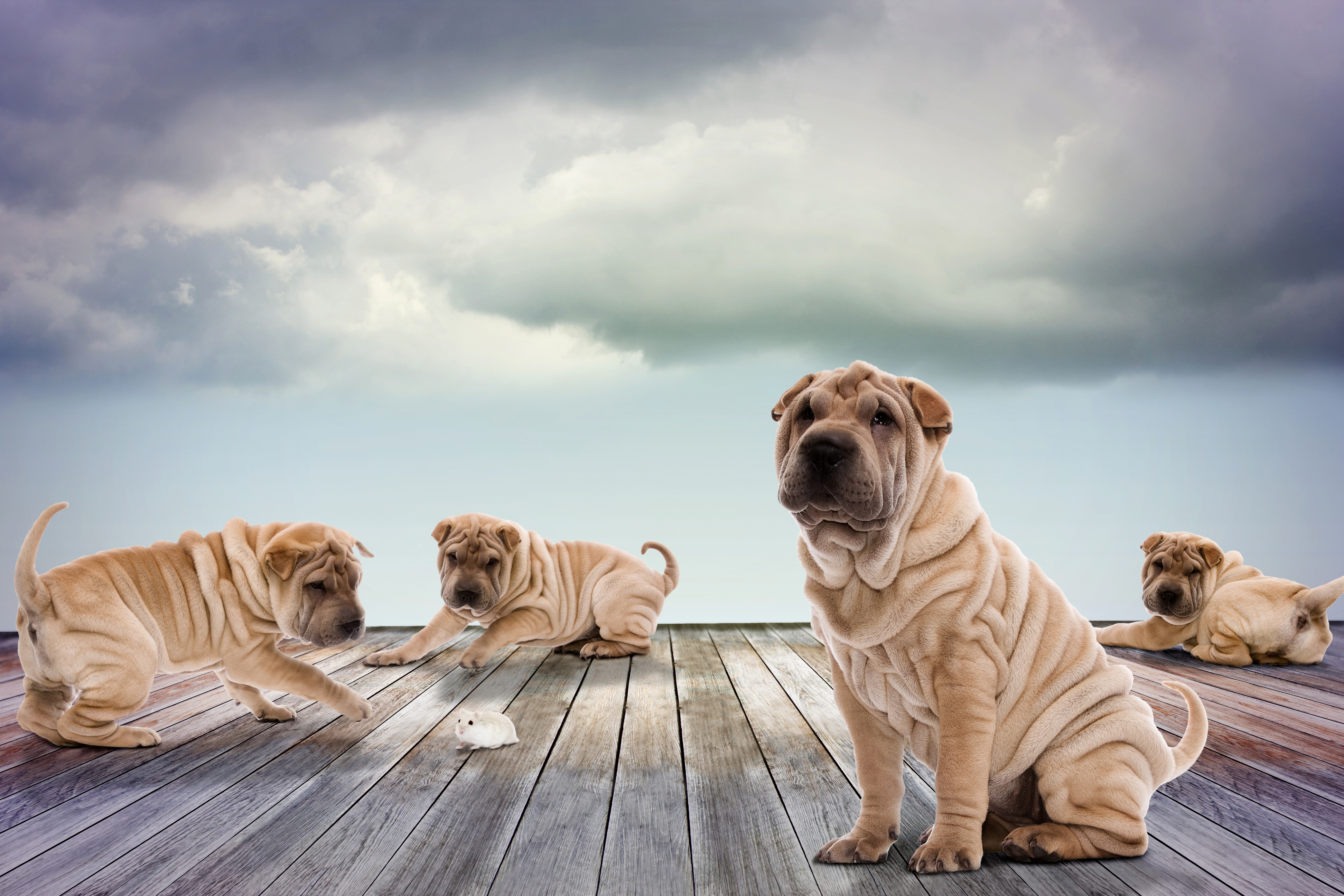 Download mobile wallpaper Dogs, Dog, Animal, Mouse, Shar Pei for free.