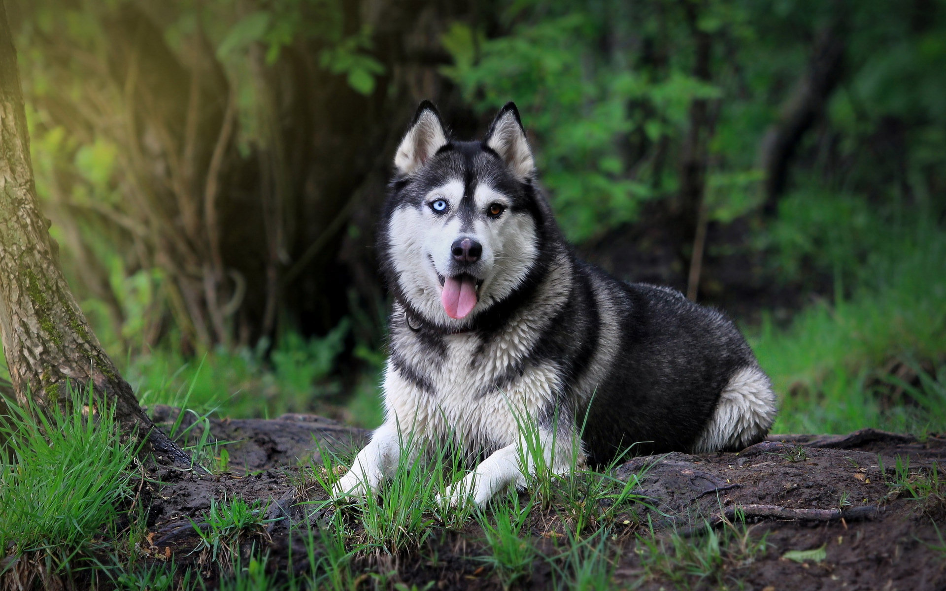 Download mobile wallpaper Dog, Animal, Siberian Husky for free.